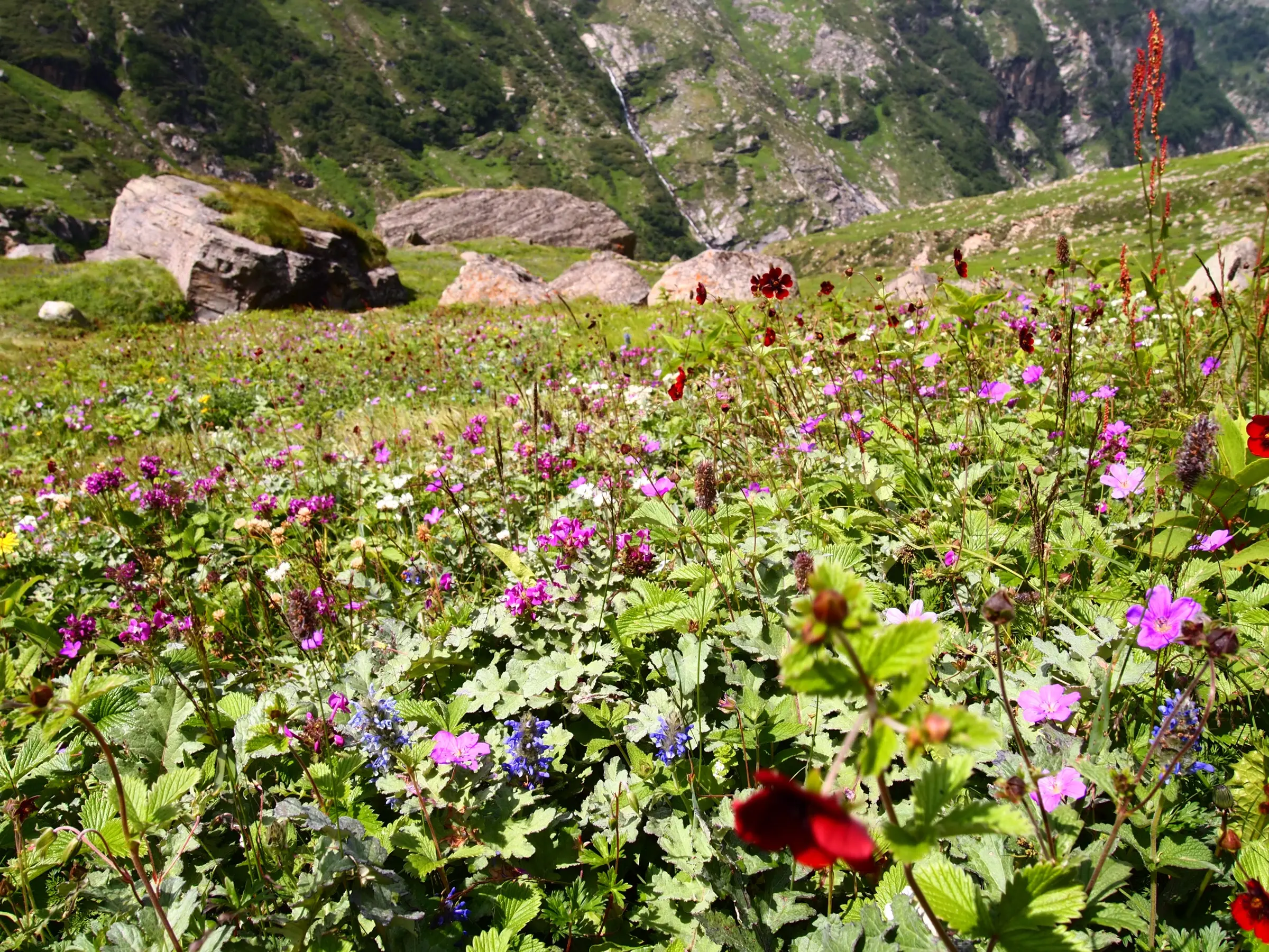 Pink, purple, blue and red wildflowers in an alpine meadow of the upper Parvati valley, with boulders and a waterfall behind