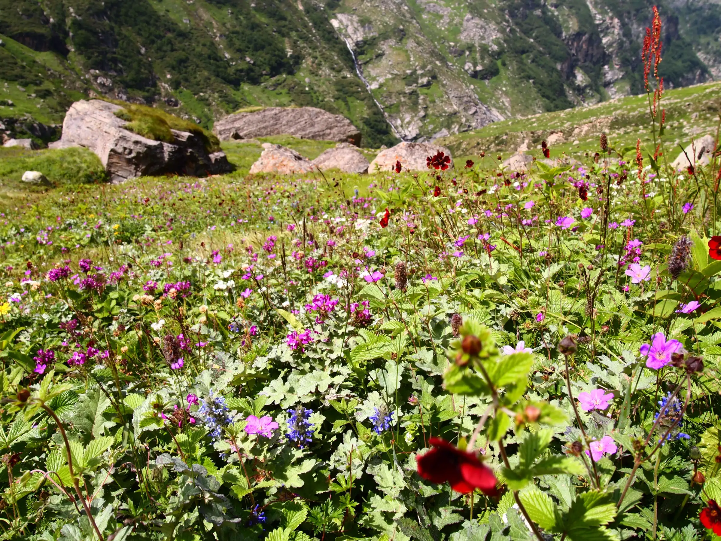 Pink, purple, blue and red wildflowers in an alpine meadow of the upper Parvati valley, with boulders and a waterfall behind