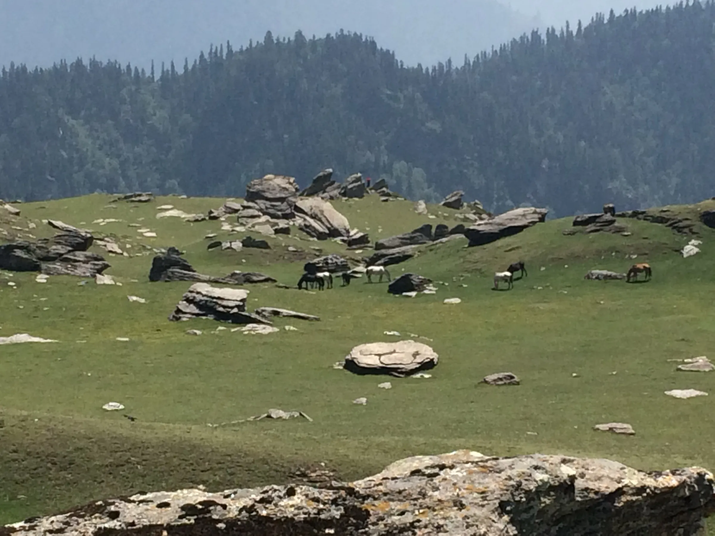 Horses grazing on a green, boulder-strewn meadow near Chanshal Pass with conifer forest behind