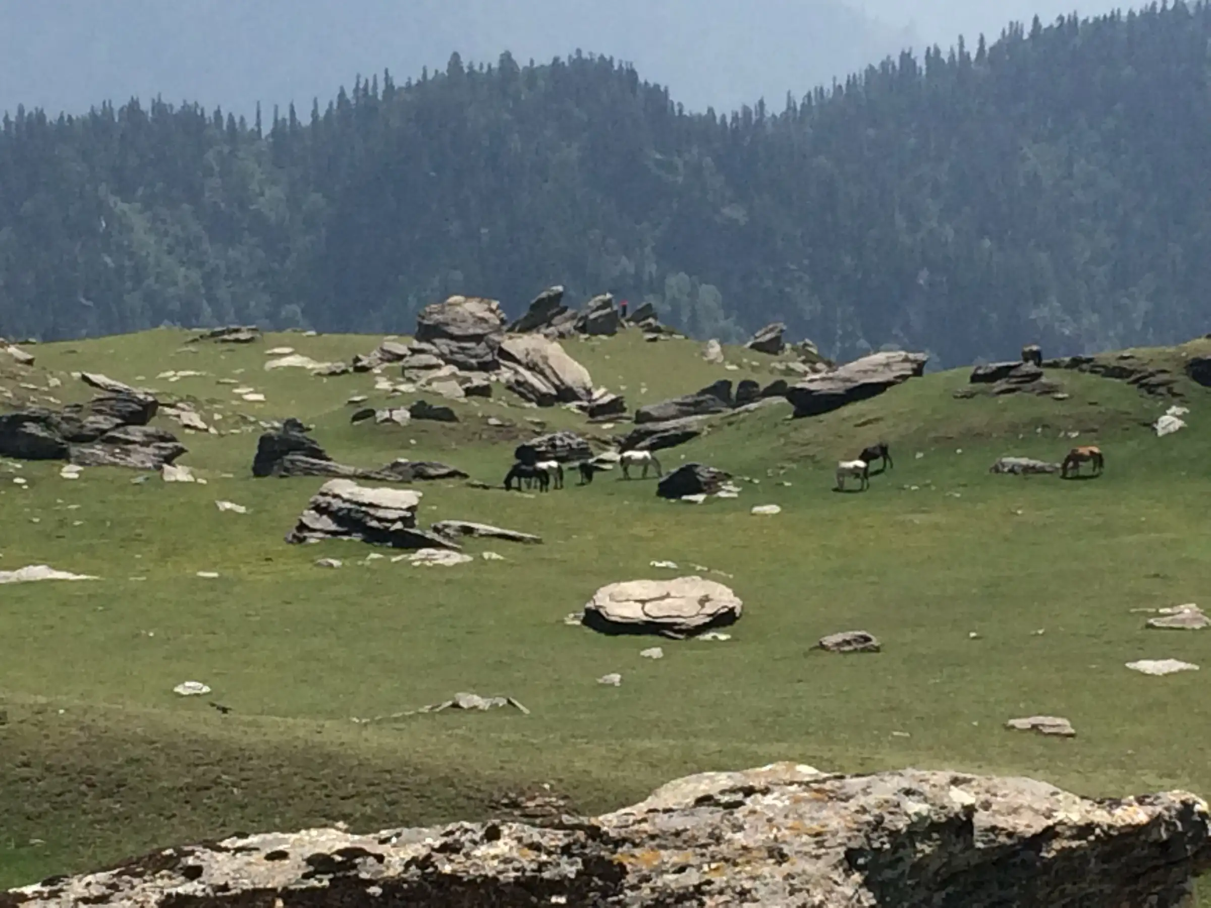 Horses grazing on a green, boulder-strewn meadow near Chanshal Pass with conifer forest behind