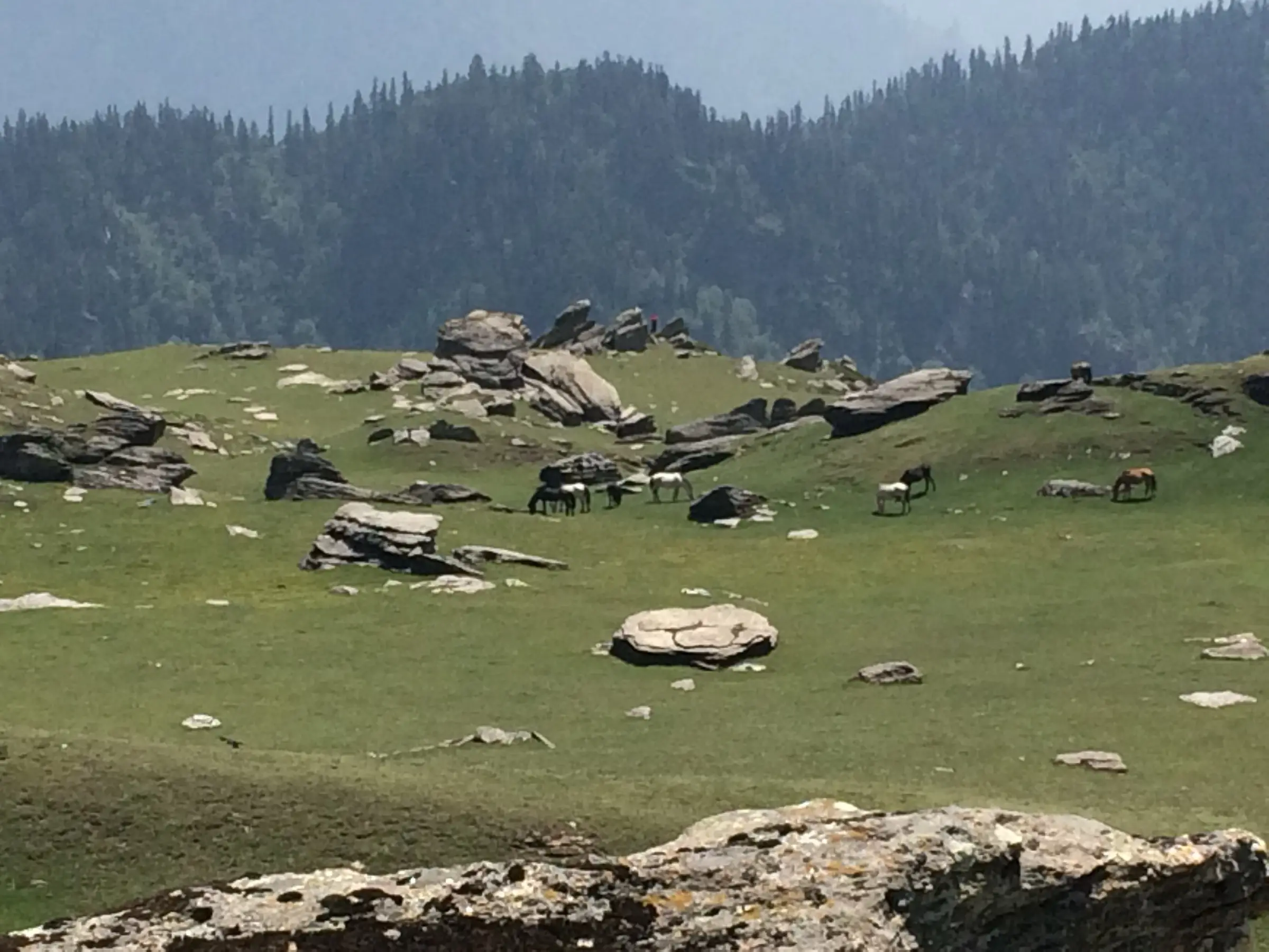 Horses grazing on a green, boulder-strewn meadow near Chanshal Pass with conifer forest behind
