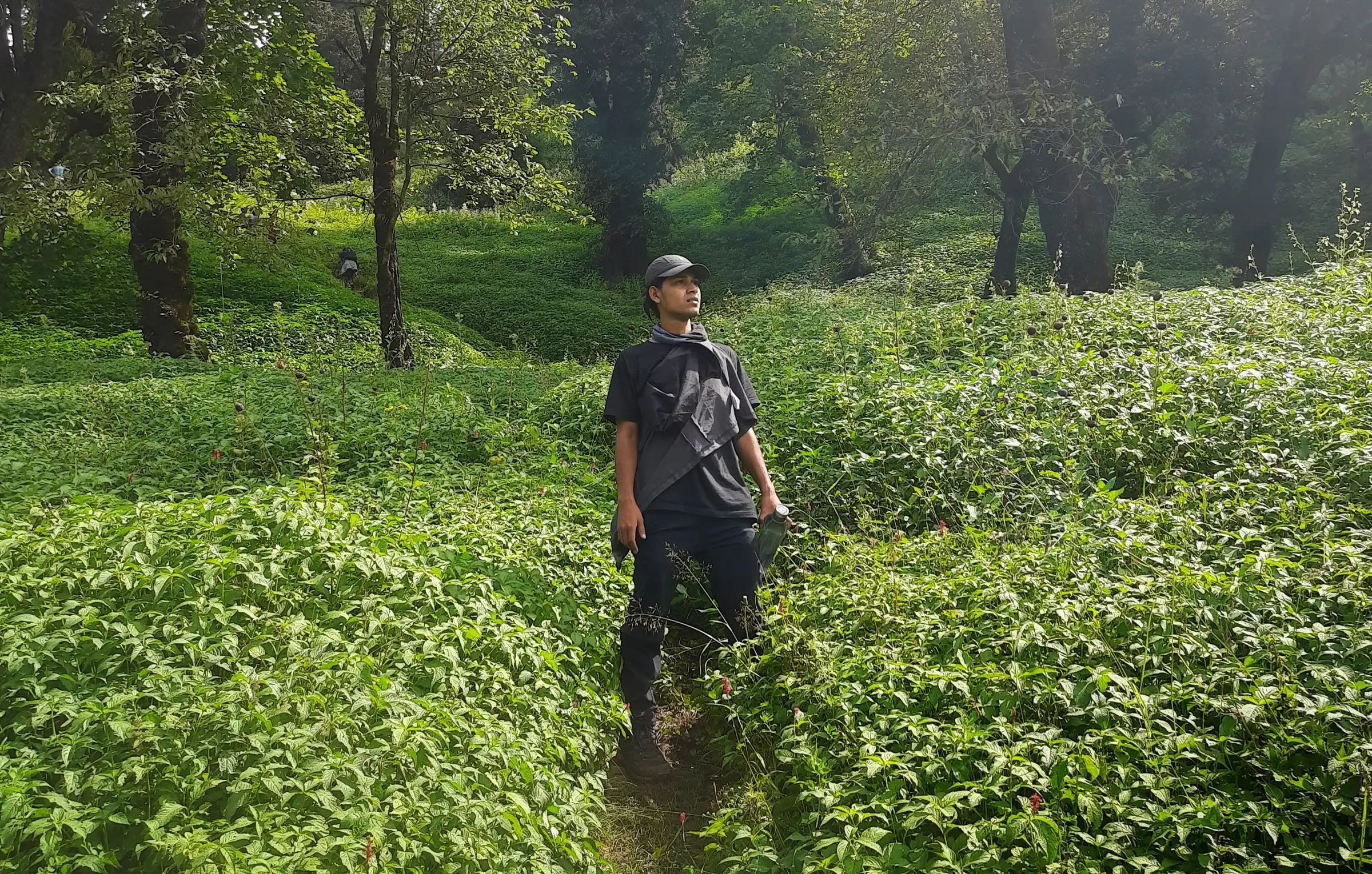 A trekker standing on a narrow path through lush green undergrowth and forest on the Patalsu trek