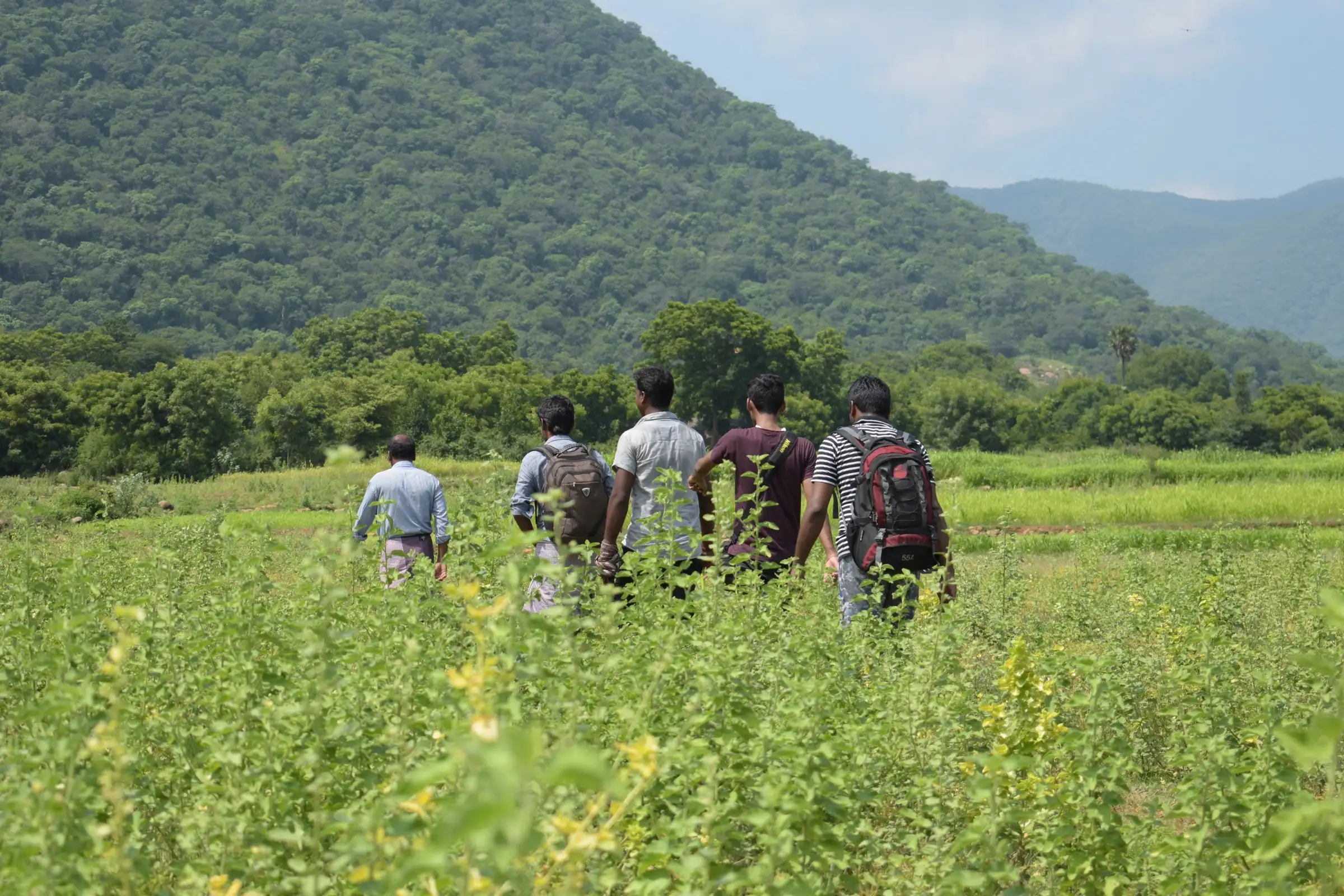 Walkers crossing green fields towards forested hills in the Pachaimalai range, near the trek (not the Senbakam trail itself)
