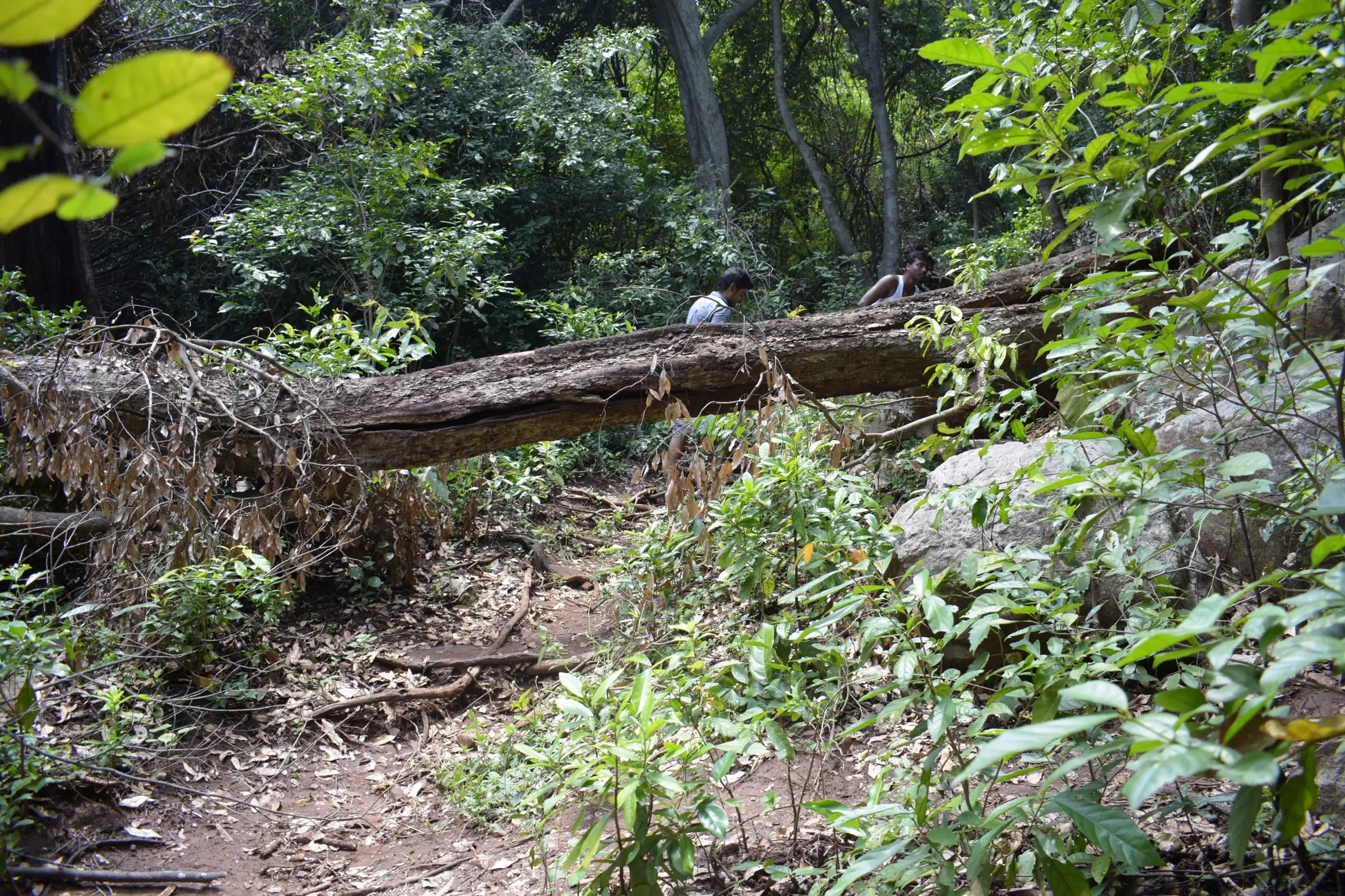 Forest path past a fallen tree trunk on the way to a waterfall in the Pachaimalai hills, near the trek (not the Senbakam trail itself)