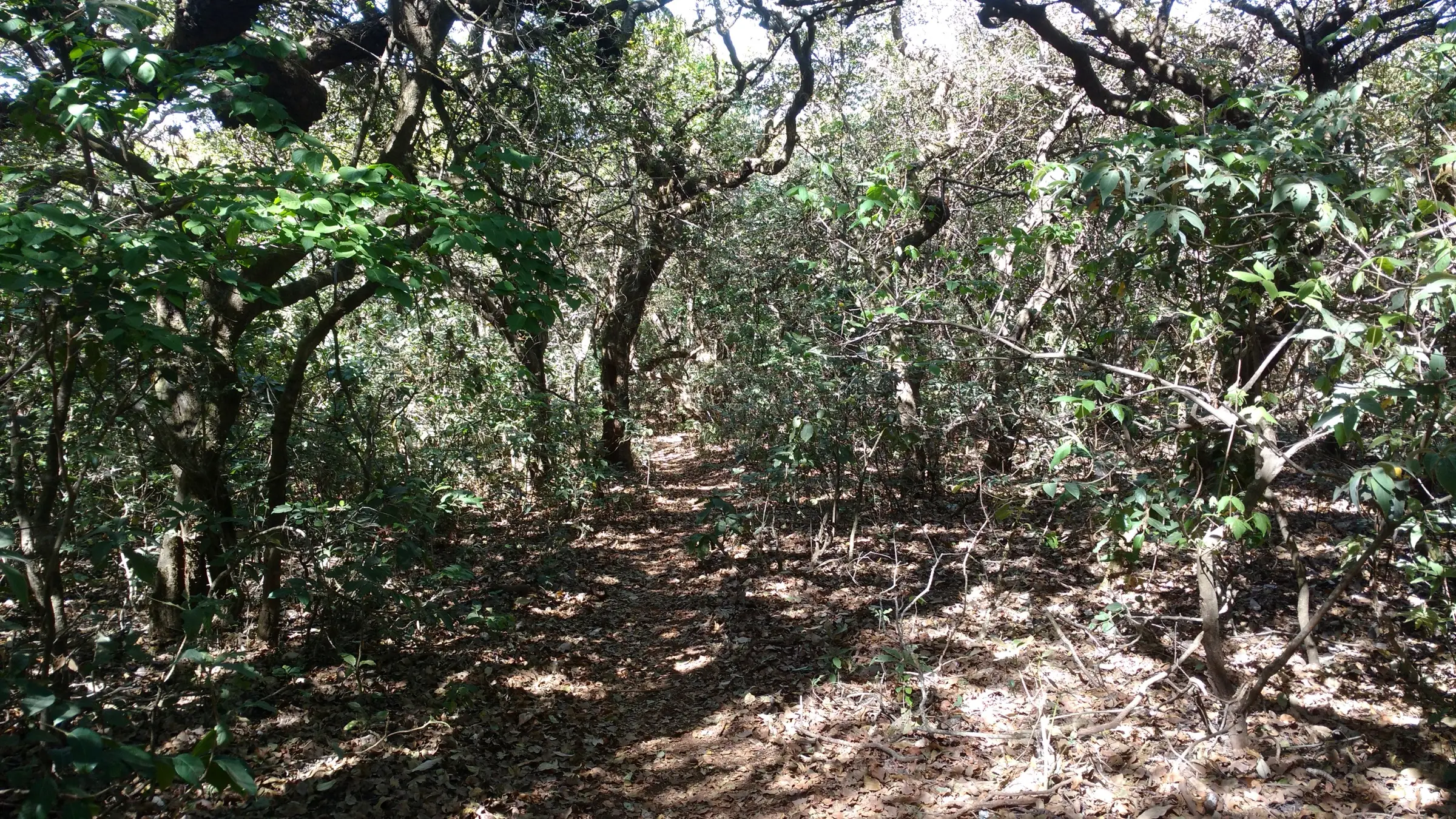 Leaf-covered trekking path through dense, shady scrub forest on the way to Kamalgad