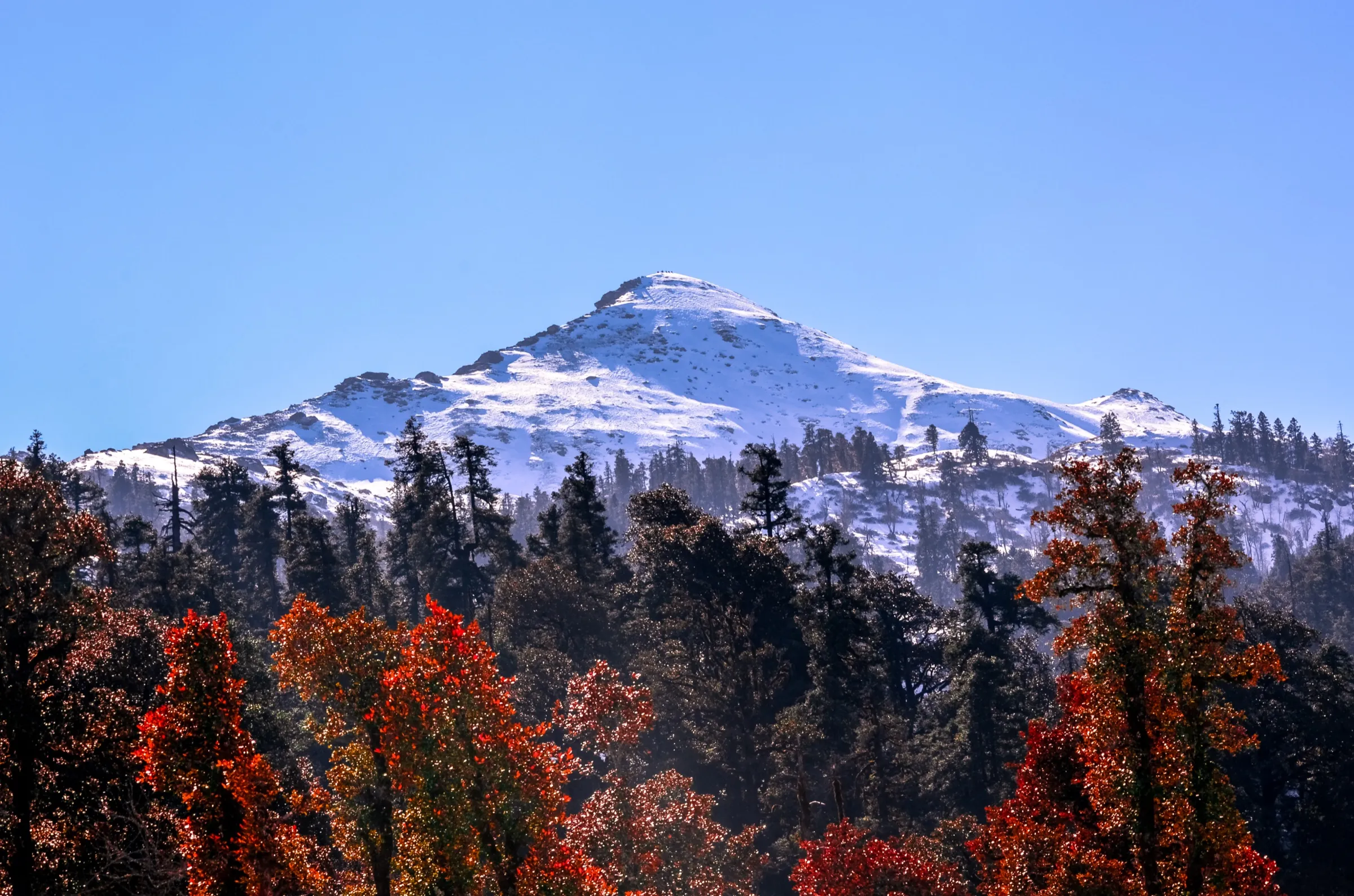Snow-capped Kedarkantha peak rising above dark conifers and red autumn trees under a clear blue sky
