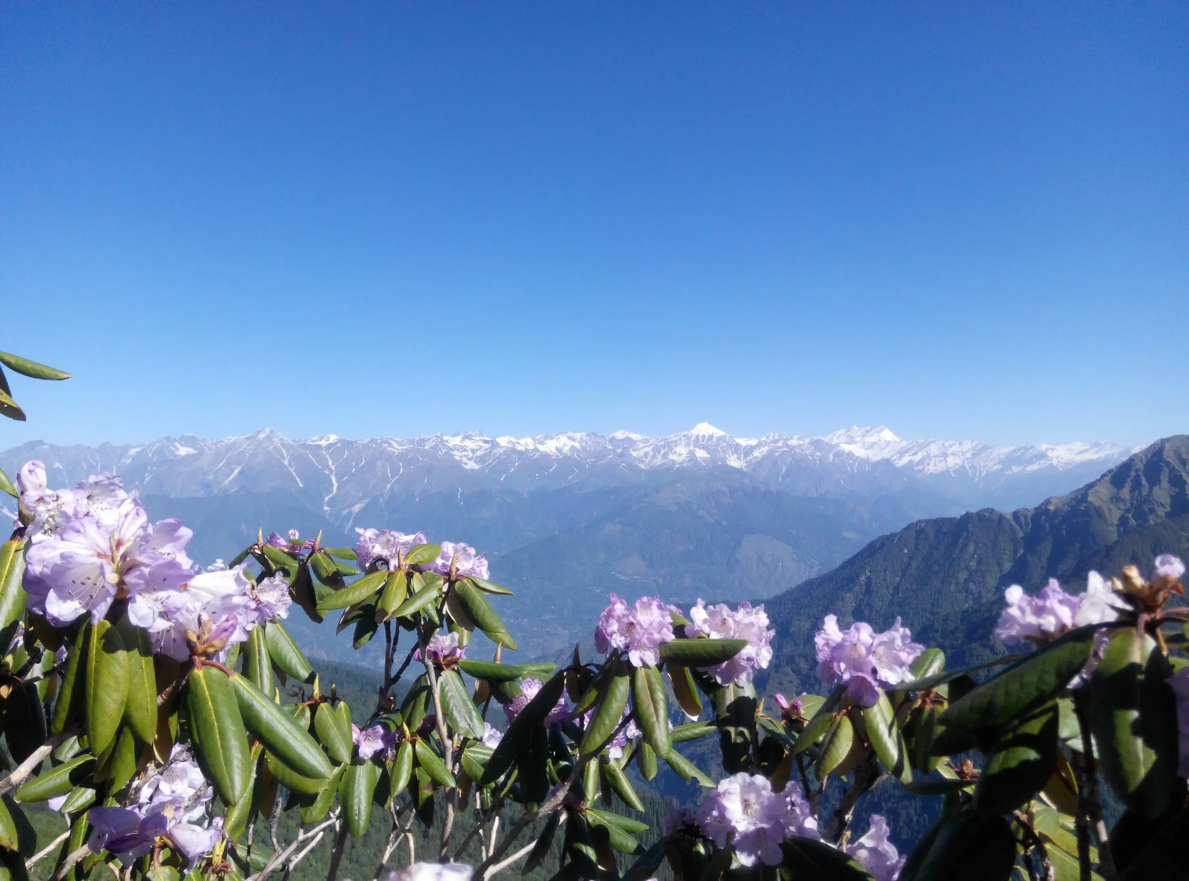Pale purple rhododendron blooms in the foreground framing a long snow-covered Himalayan range on the way to Chandrakhani Pass