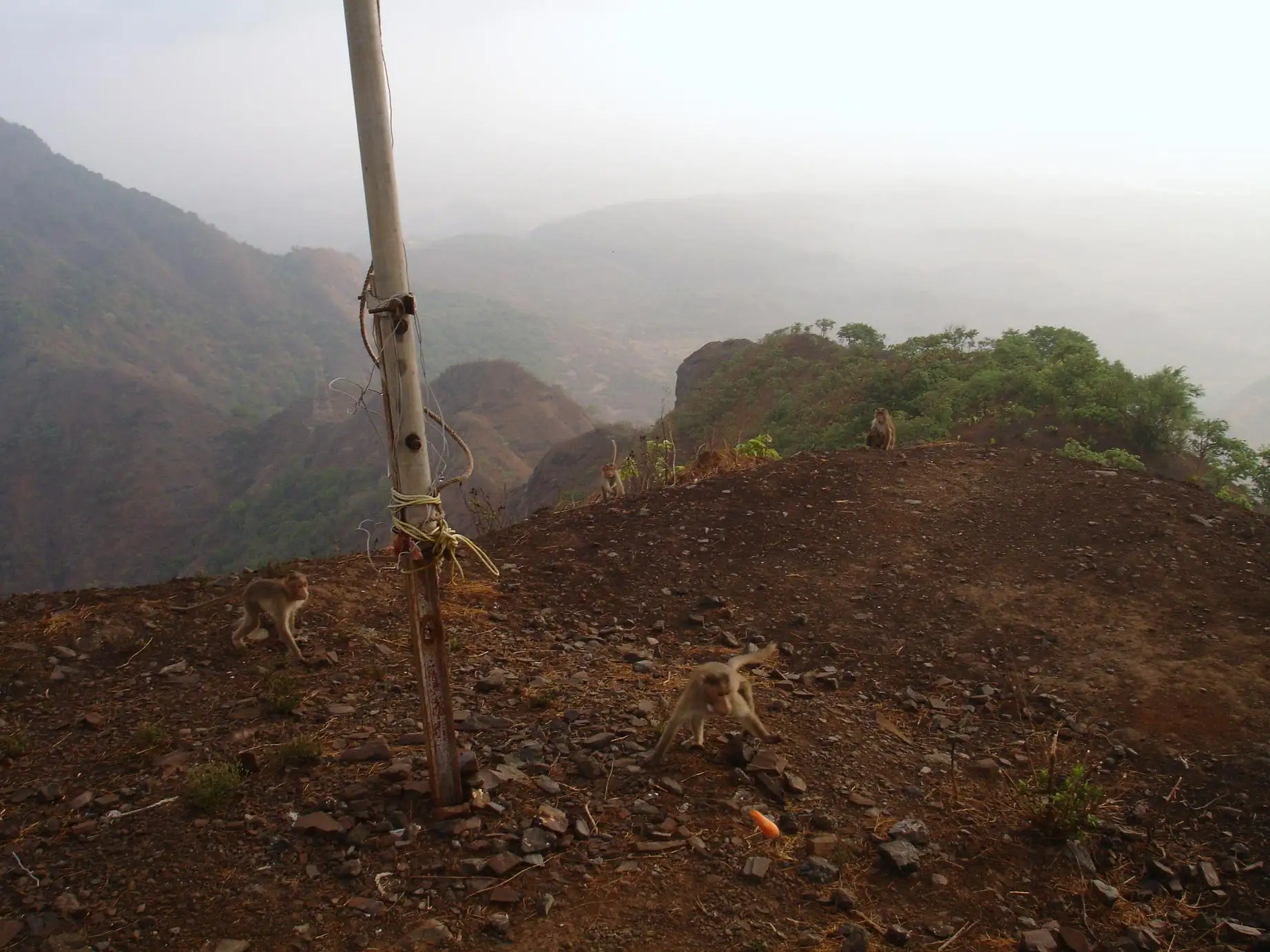 On top of Peb Fort (Vikatgad), the neighbouring fort about 2-3 km south of Nakhind, with macaques on the bare summit and hazy forested ridges beyond; this photo shows the nearby area, not Nakhind itself