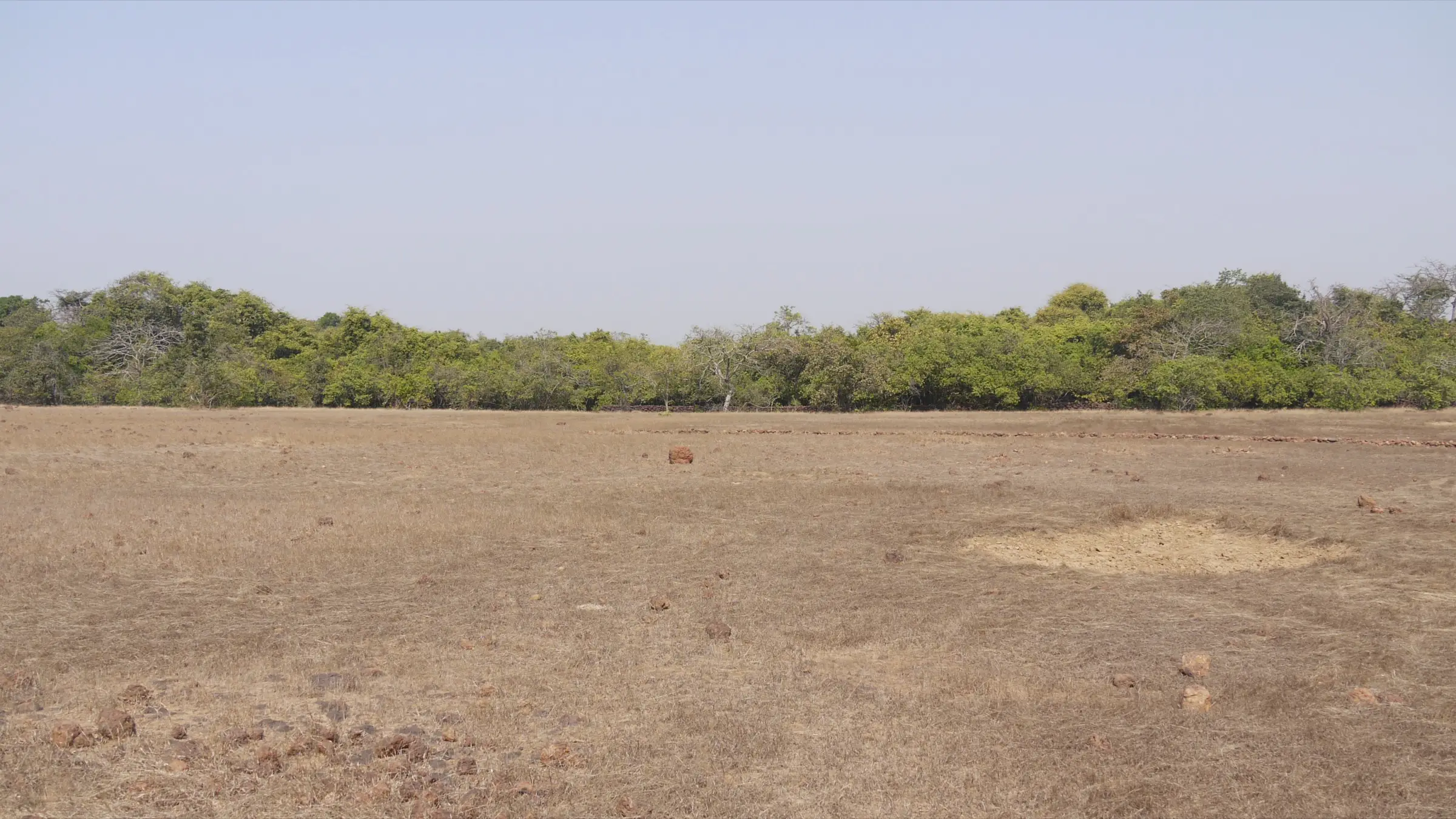 Open laterite grassland edged by forest in Phansad Wildlife Sanctuary, near the Savatkada trek area (not the trail itself)