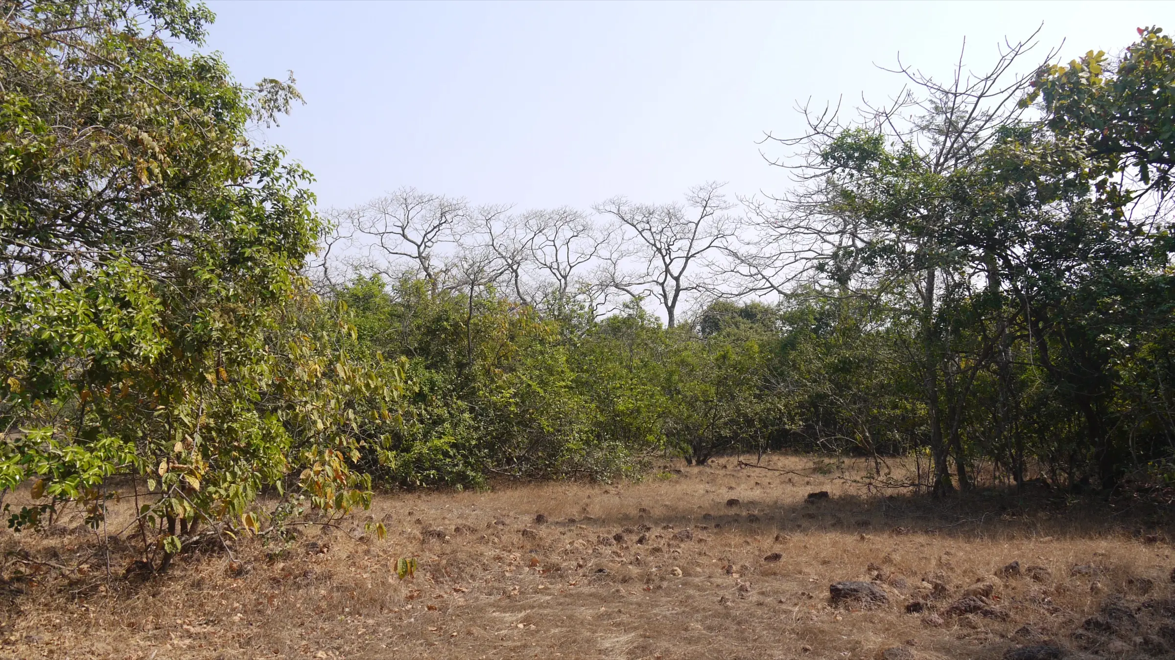 Dry-season woodland in Phansad Wildlife Sanctuary, in the Murud hills near the Savatkada trek (not the waterfall itself)