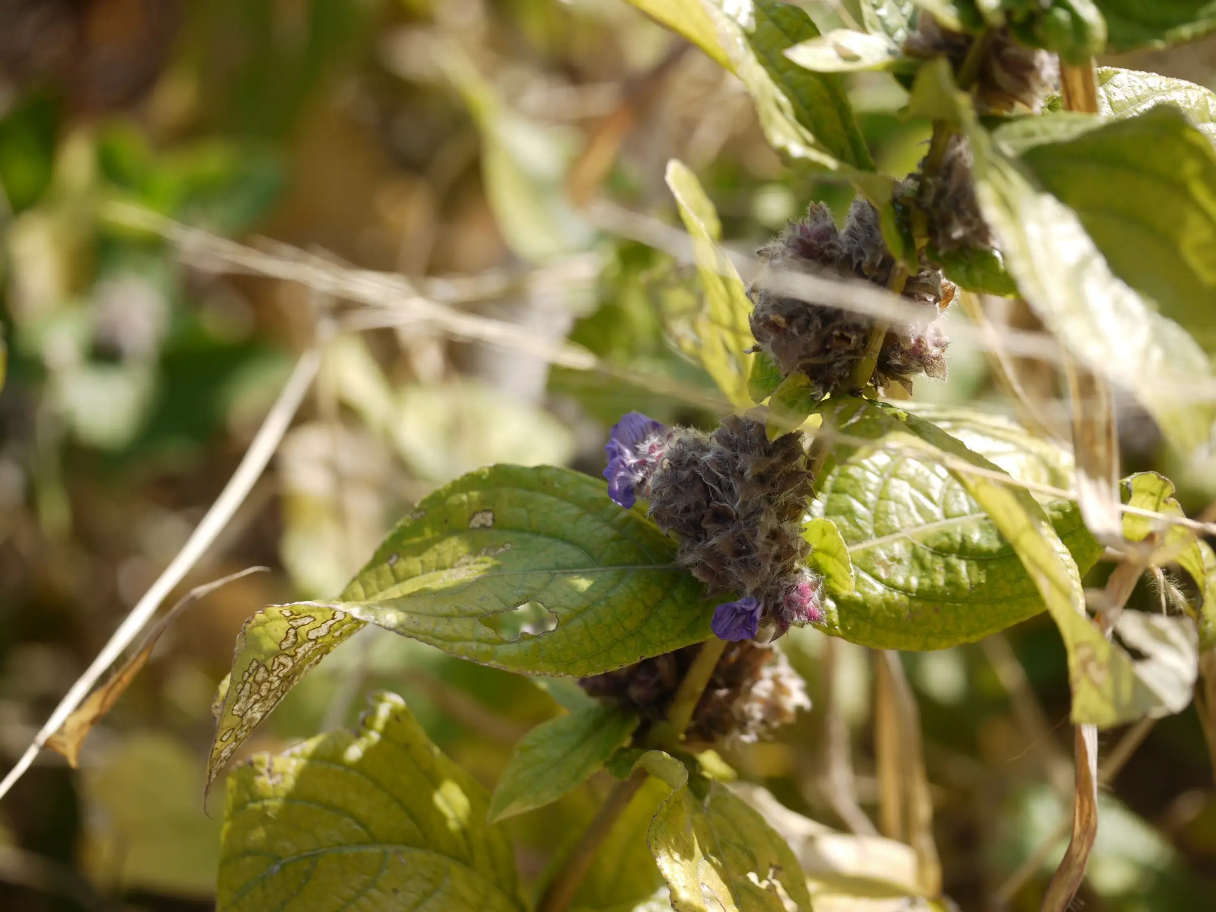 Pin-cushion flower (Neuracanthus sphaerostachys) with small purple blooms among dry leaves, photographed in November beside the trail on the north slope of Nakhind