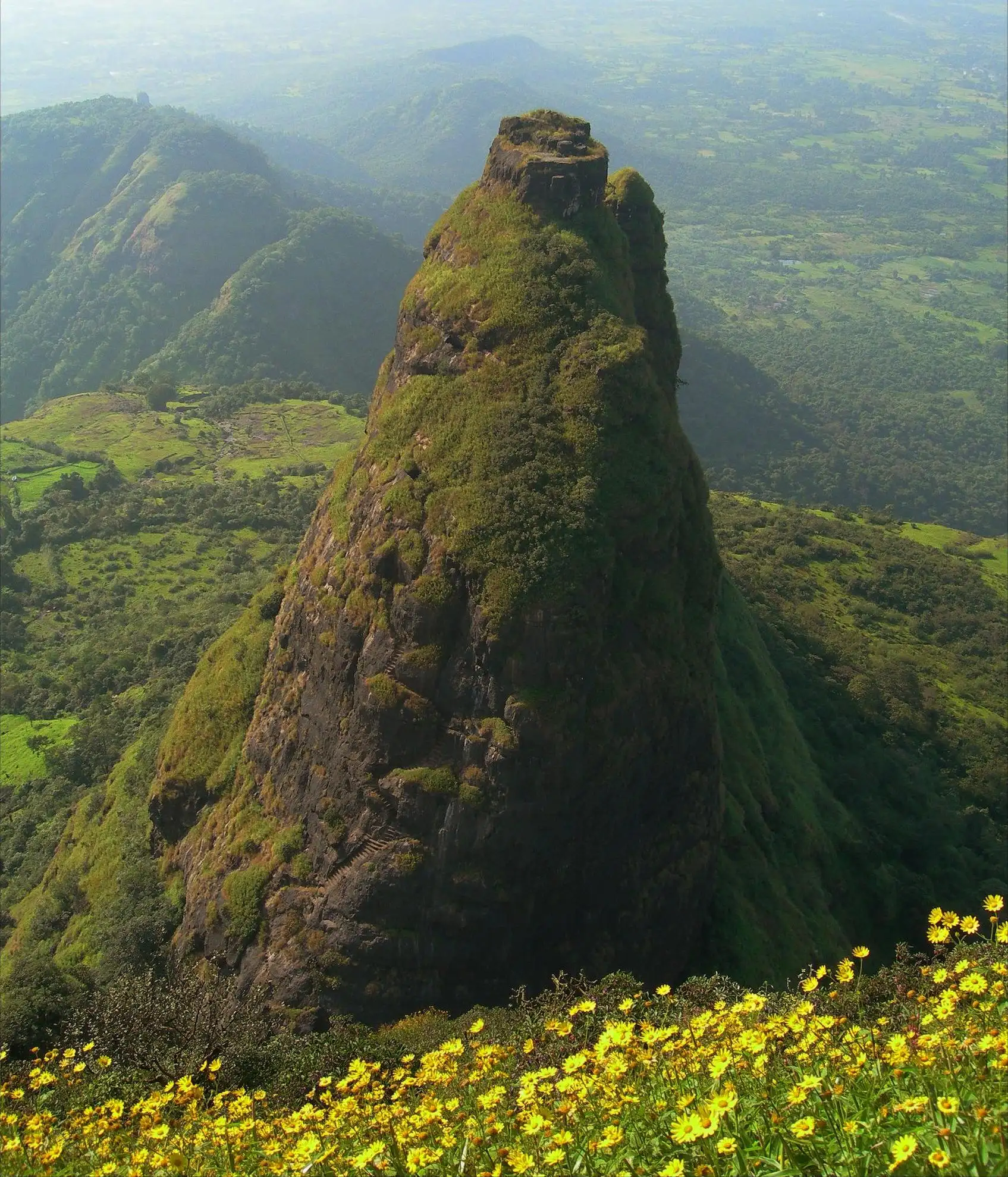 The green Kalavantin pinnacle seen from the Prabalgad side, with yellow wildflowers in the foreground