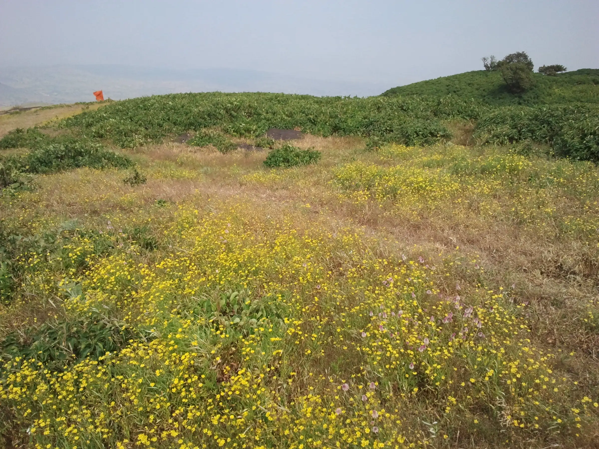 Yellow wildflowers covering the grassy Anjaneri plateau with a saffron flag in the distance