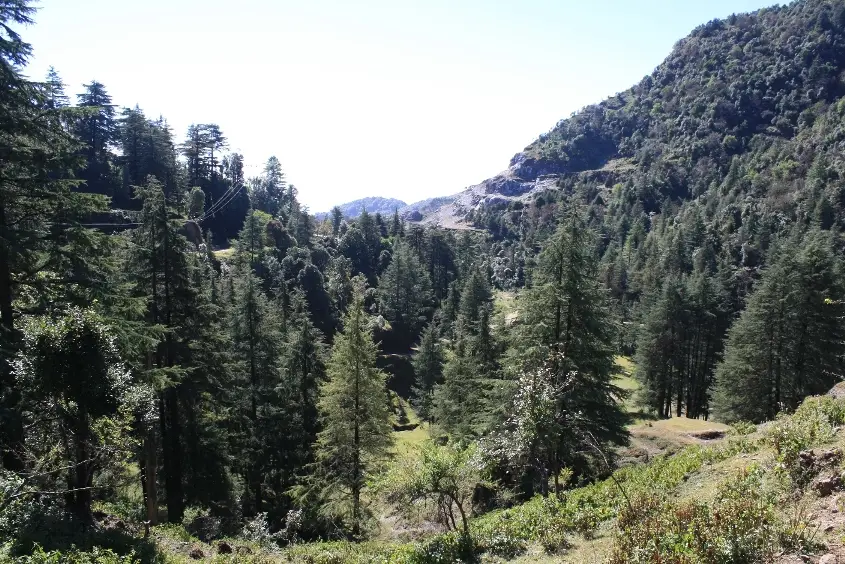 Deodar and pine forest filling a valley below a rocky ridge in Benog Wildlife Sanctuary