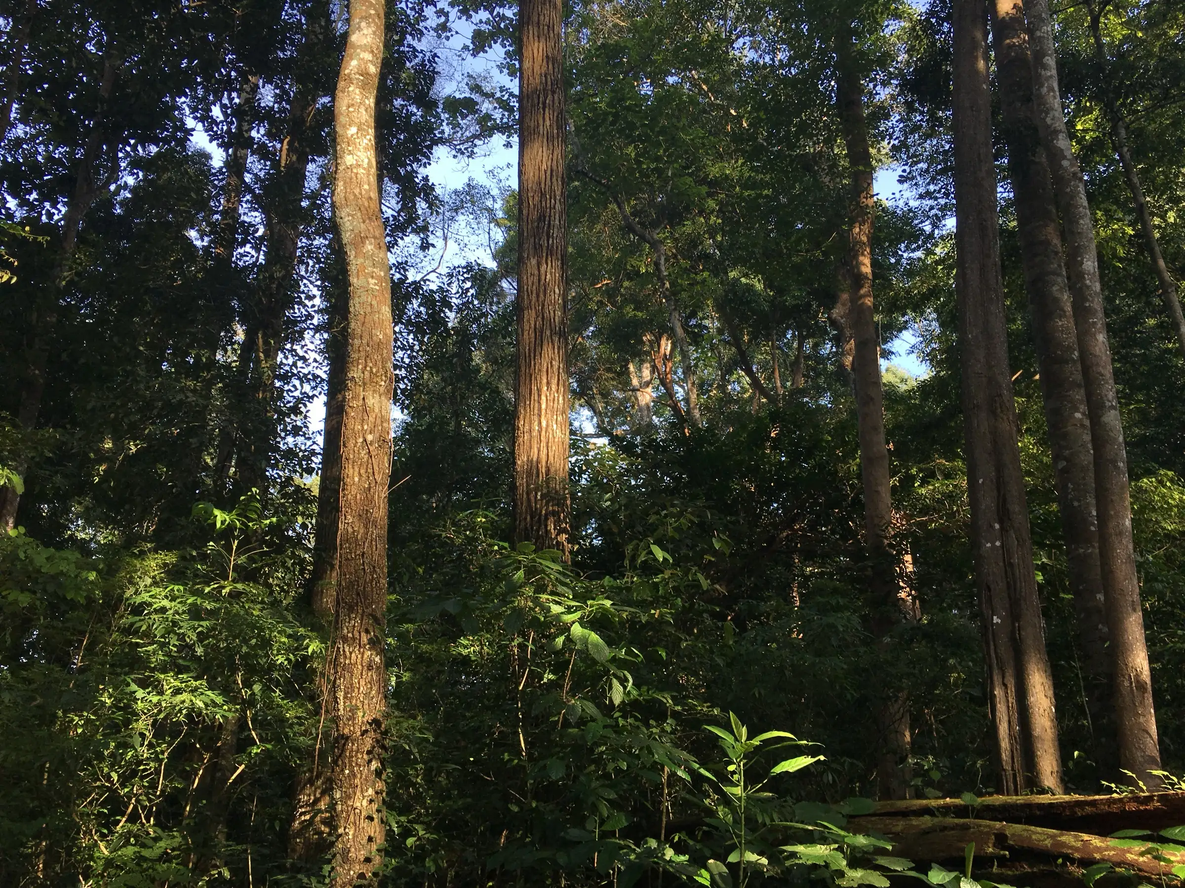 Tall rainforest trees with sunlit trunks and thick undergrowth in the Manamboli area of the Anamalai Tiger Reserve