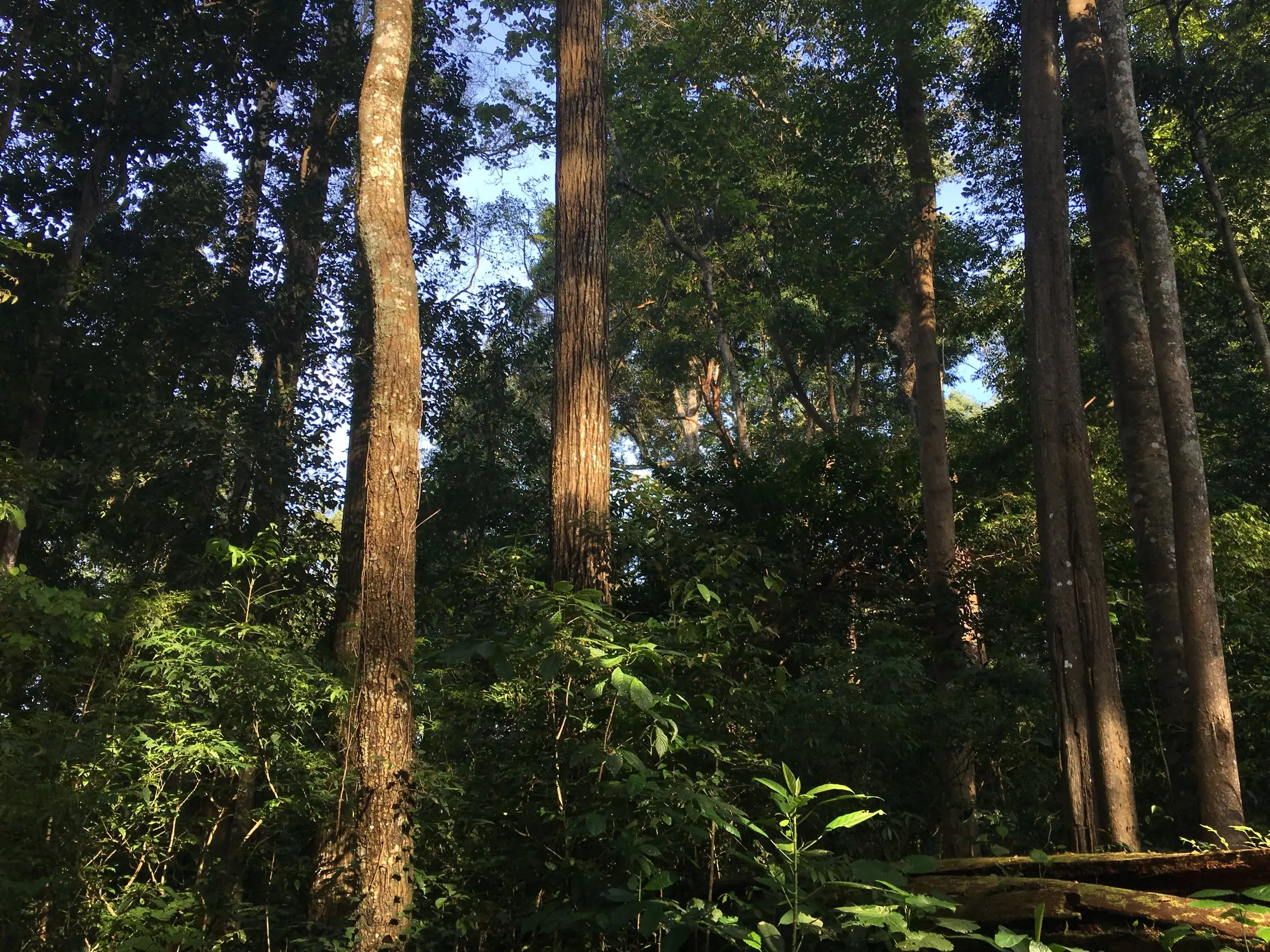 Tall rainforest trees with sunlit trunks and thick undergrowth in the Manamboli area of the Anamalai Tiger Reserve