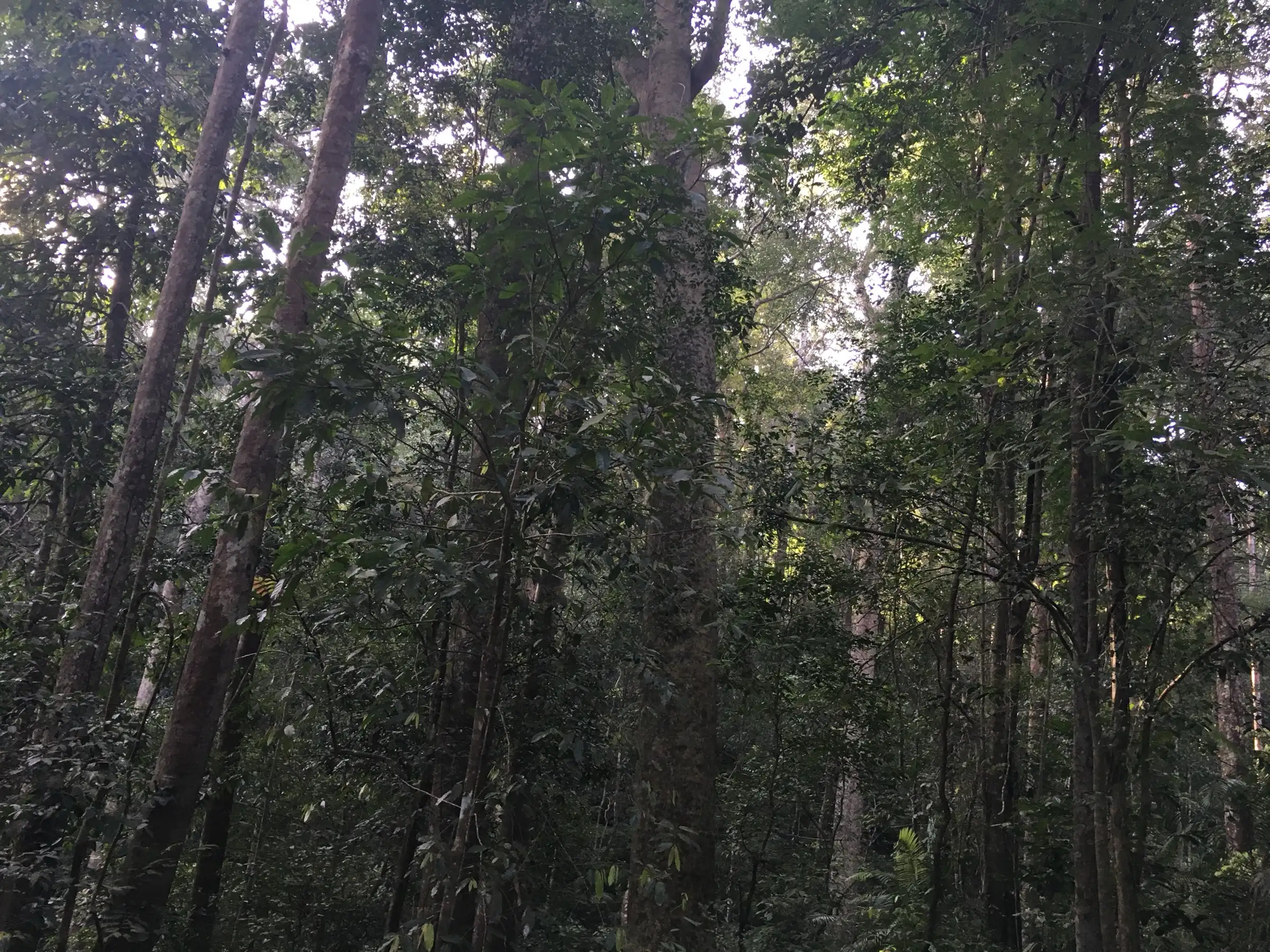 Dense mature tropical rainforest in the Manamboli area, with slender tree trunks rising into the canopy