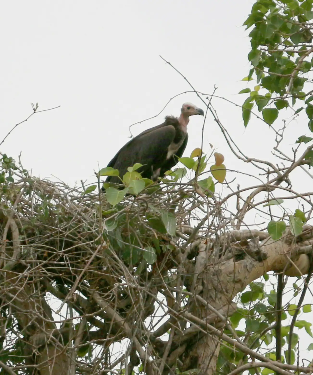 Red-headed vulture perched at its nest in Narsinghgarh Wildlife Sanctuary