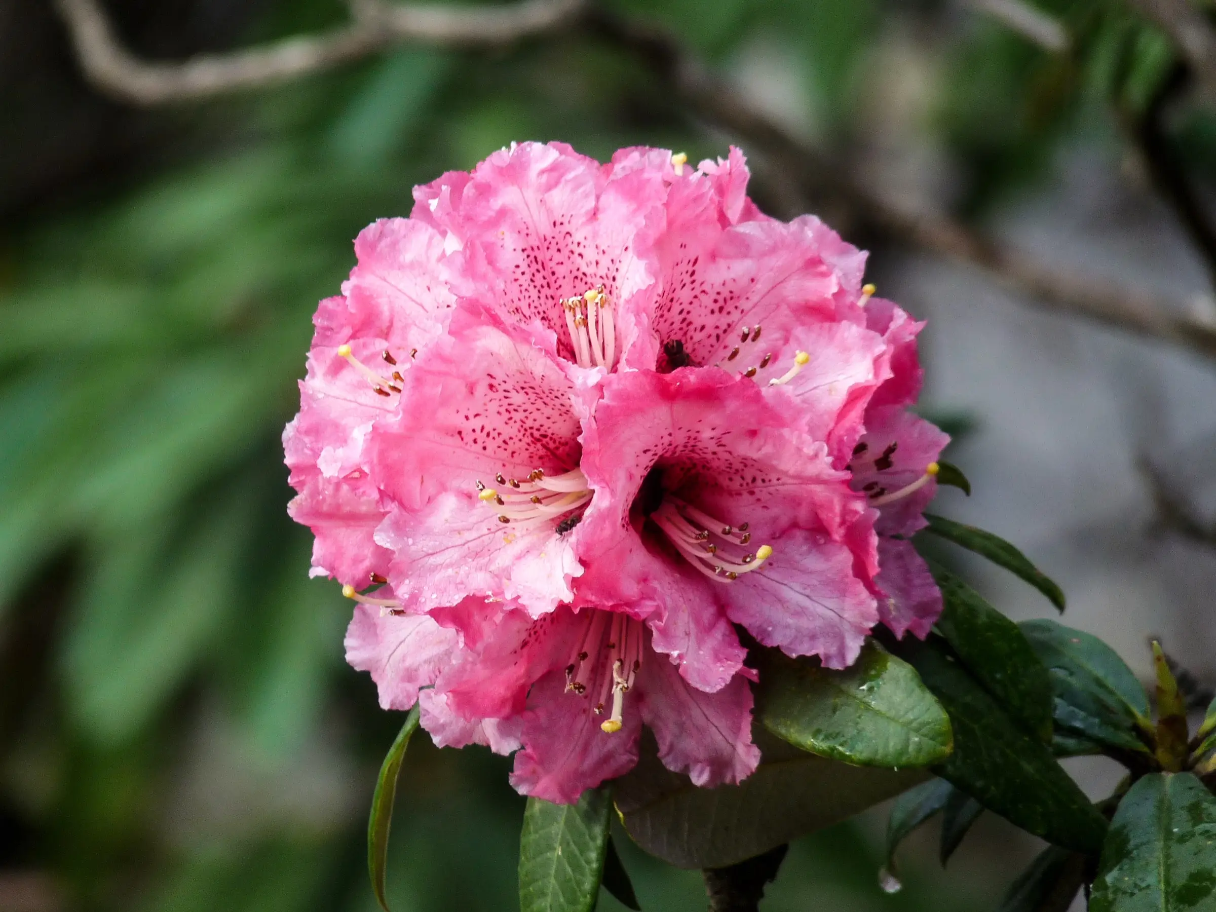 Pink rhododendron blossom in April in the forest below Prashar Lake