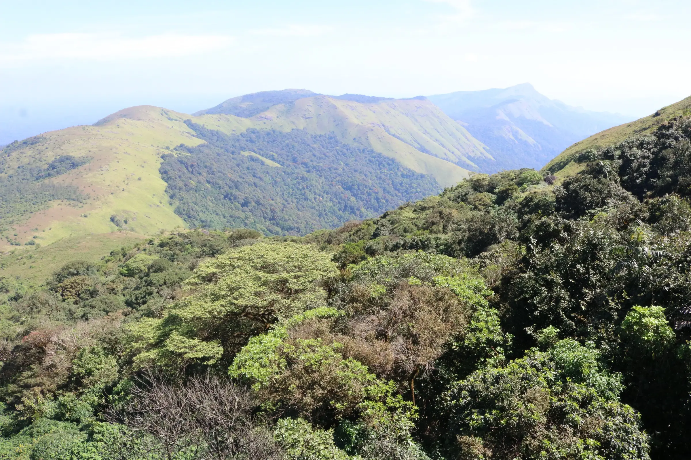 Grassy ridges and shola forest of Tadiyandamol under a clear sky