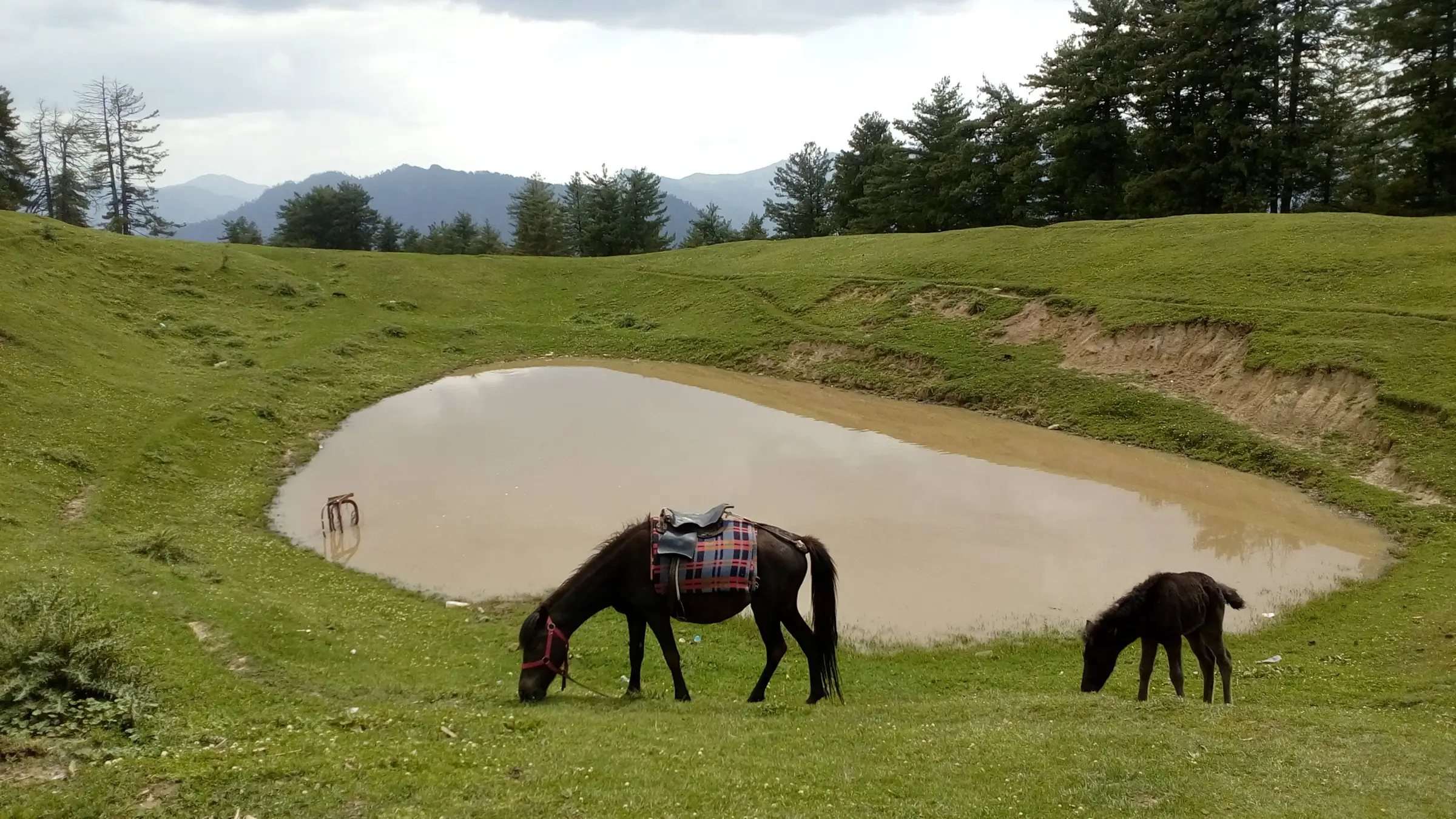 Horses grazing beside a small pond in a green meadow ringed by conifers on the way to Bijli Mahadev