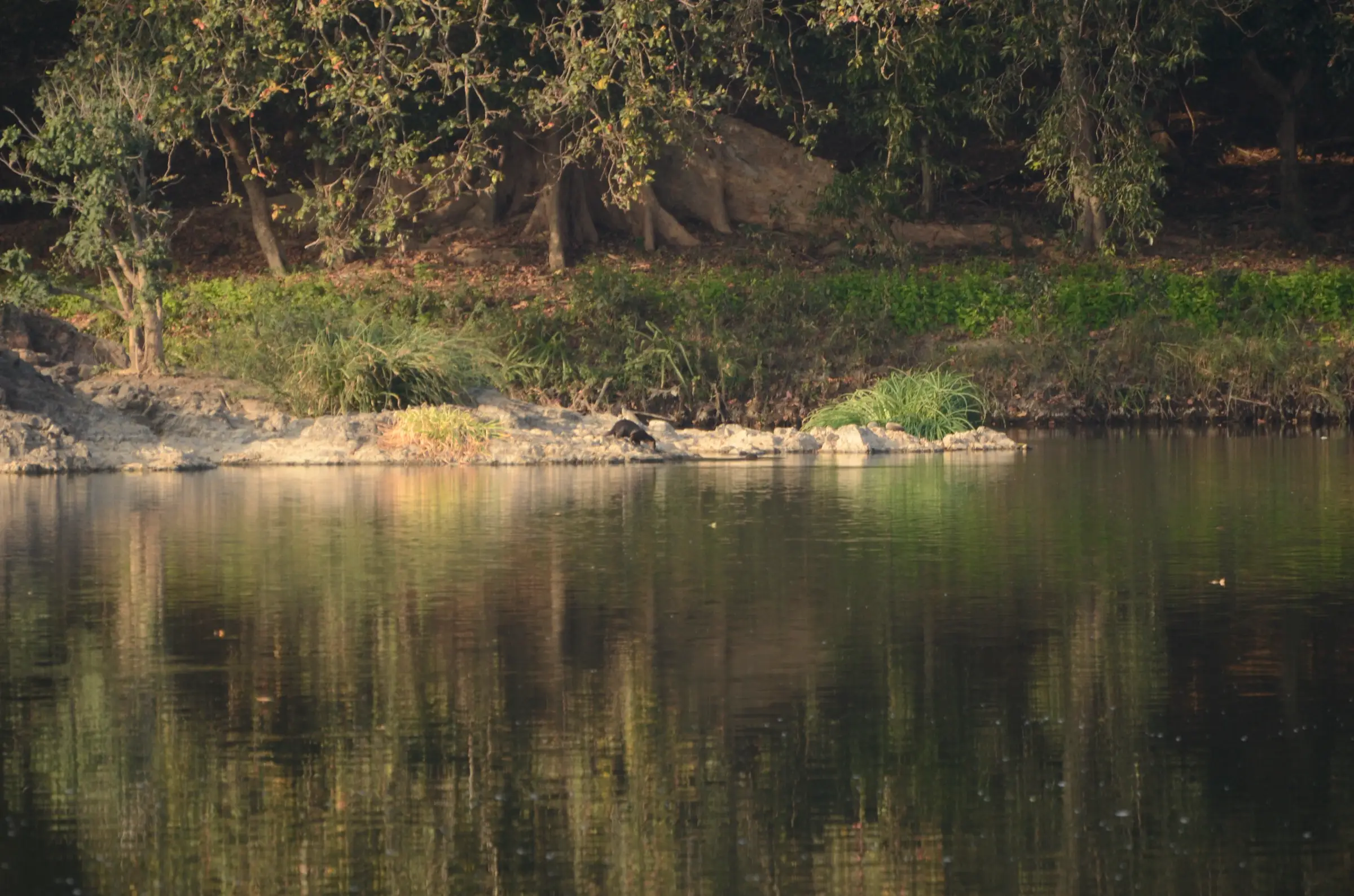 Wooded, rocky bank of the Kaveri near Biligundlu, where smooth-coated otters were photographed