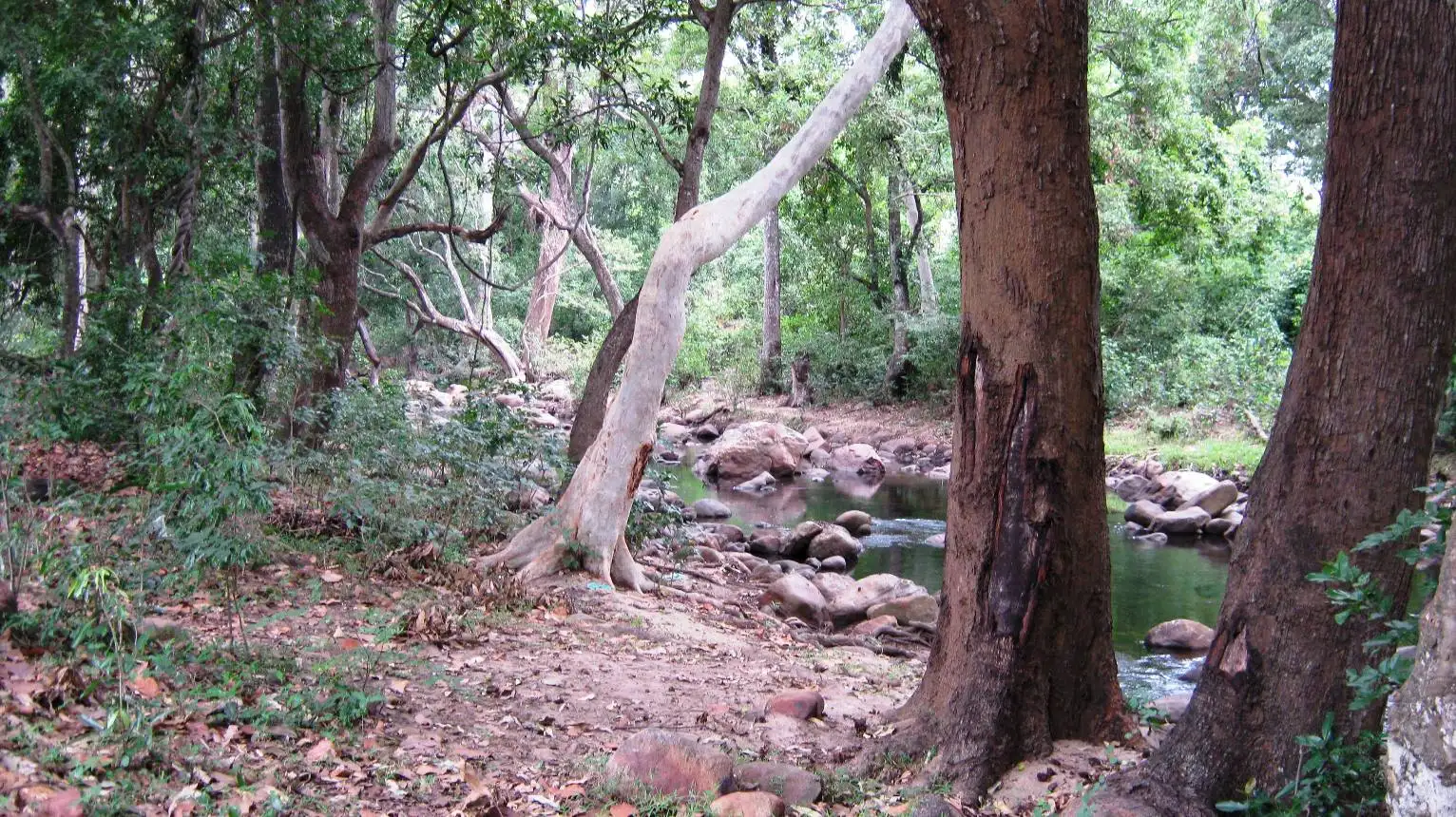Riverine forest on the bank of the Chinnar river near the checkpost, with a leaf-strewn path between large trees