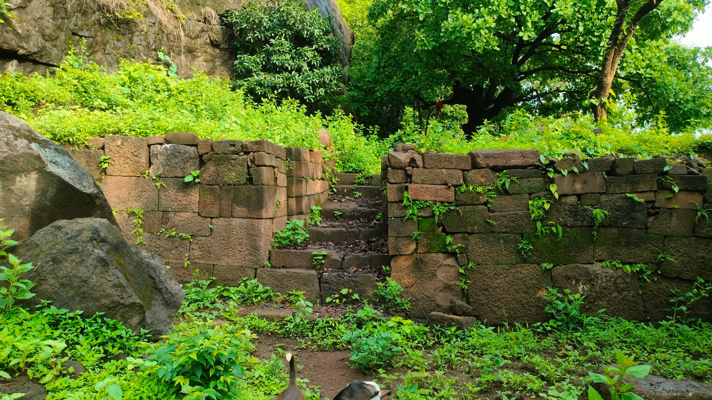 Old stone walls and steps among green monsoon plants below a rock face on Sankshi Fort
