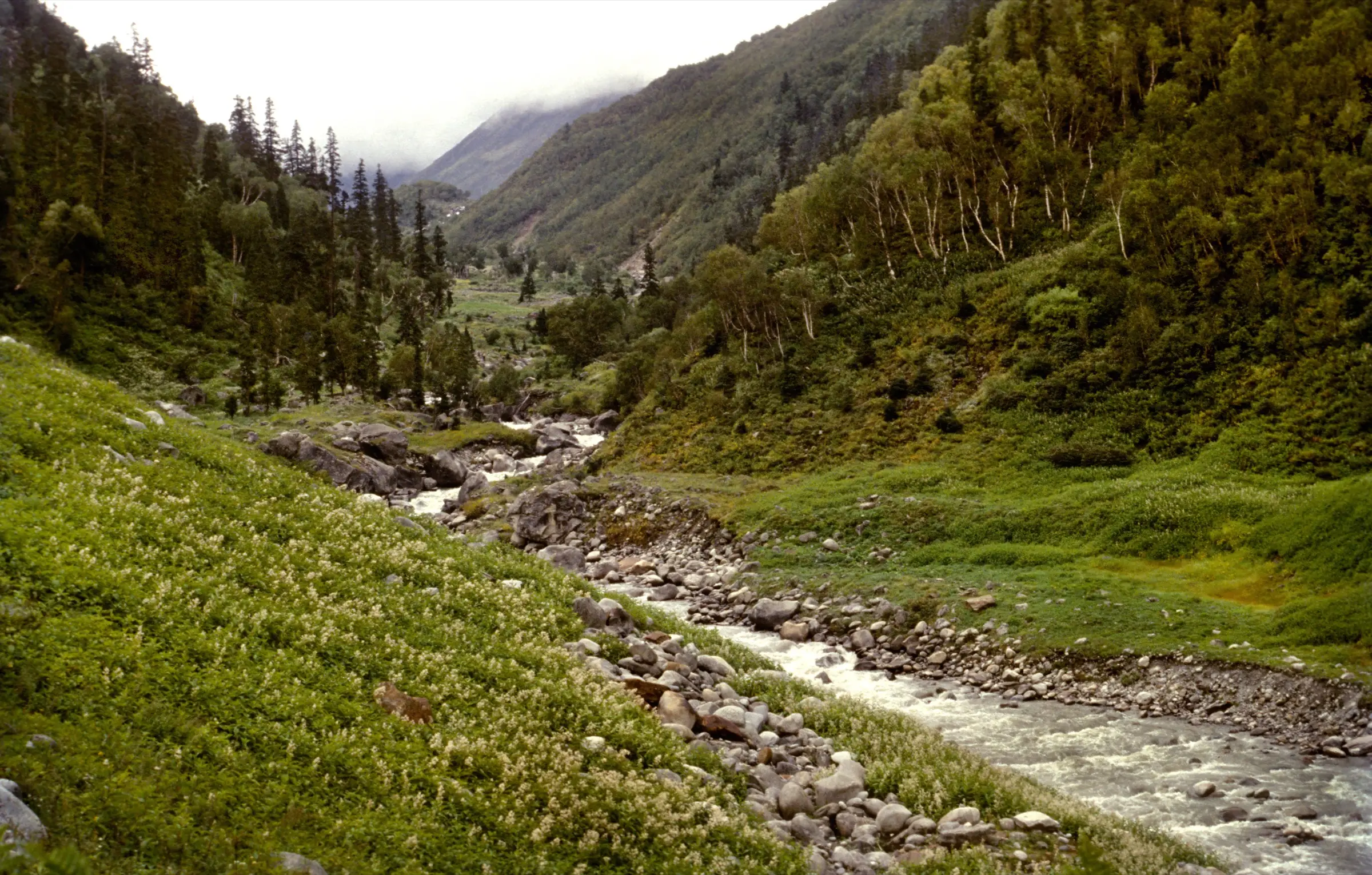 The Ruinsara Gad stream running over boulders through a forested valley with flowering slopes