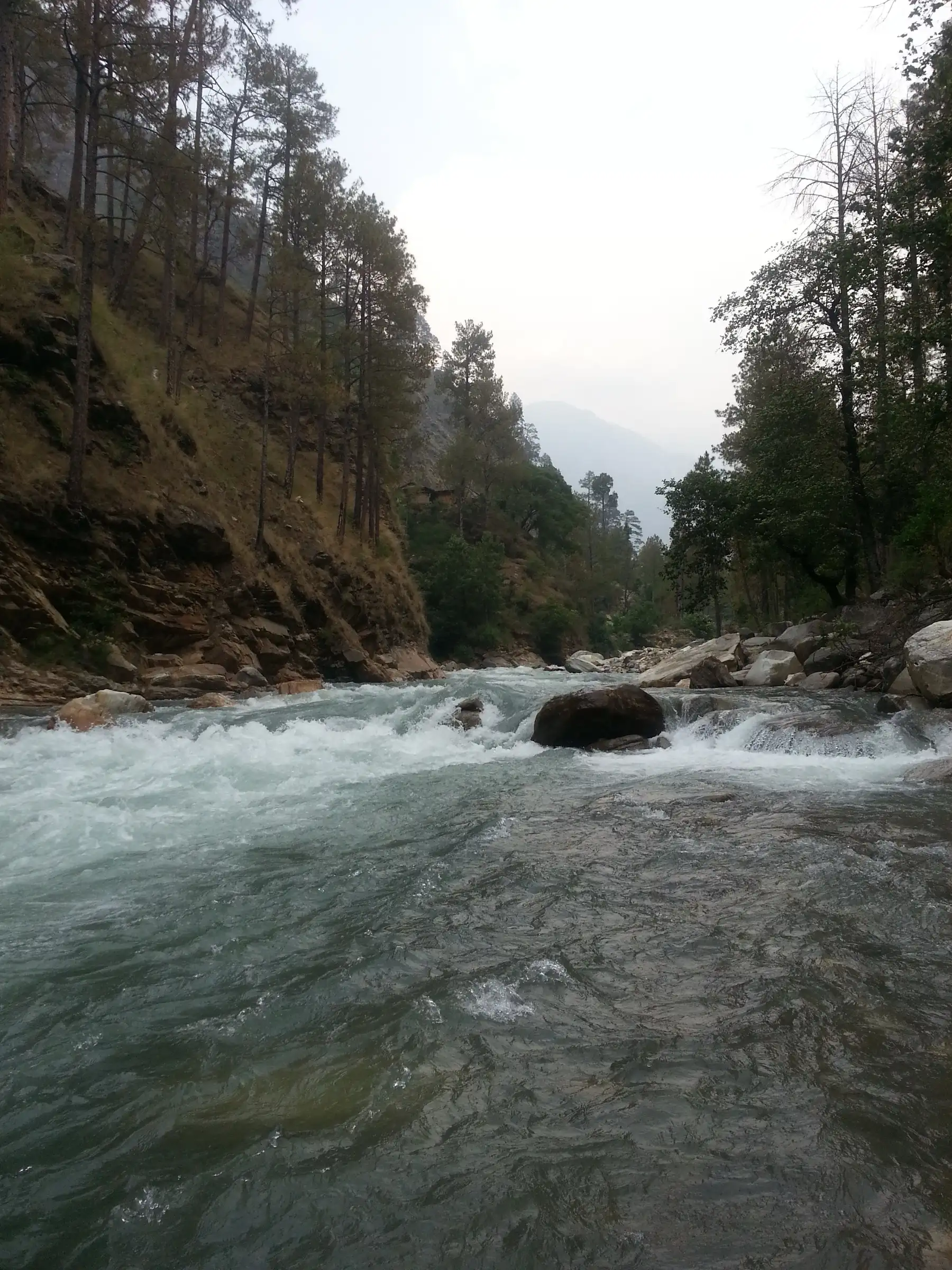 Clear blue-green river rushing over boulders between pine-covered slopes near Dhaula in the Rupin valley