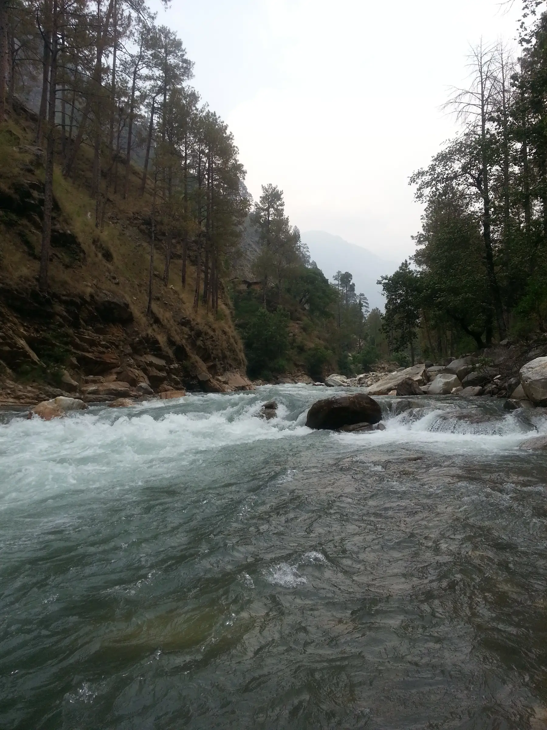 Clear blue-green river rushing over boulders between pine-covered slopes near Dhaula in the Rupin valley