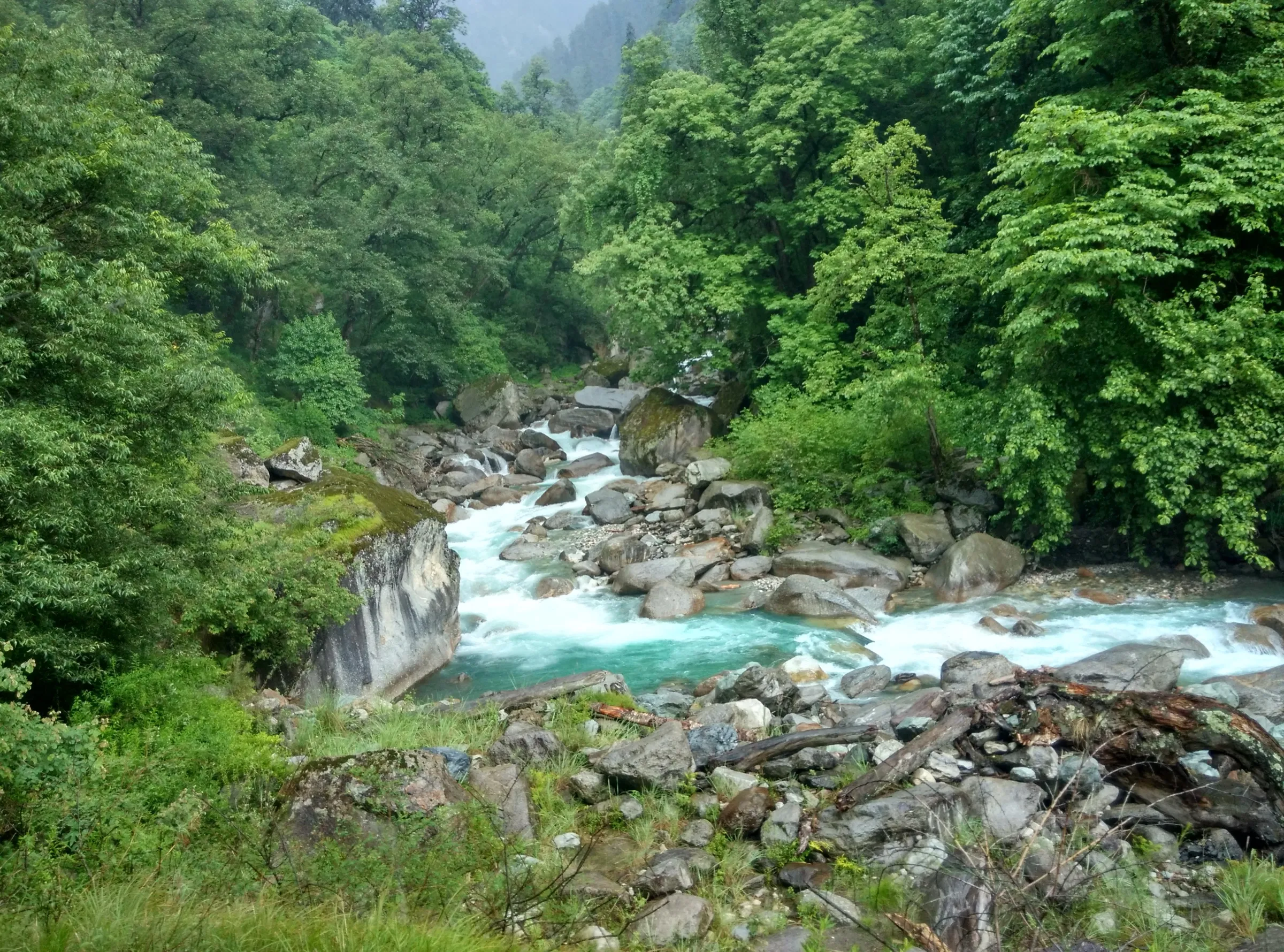 The Sainj river rushing over boulders through dense green forest in the Sainj valley of Great Himalayan National Park, the valley next to the Jiwa Nala where the trek starts