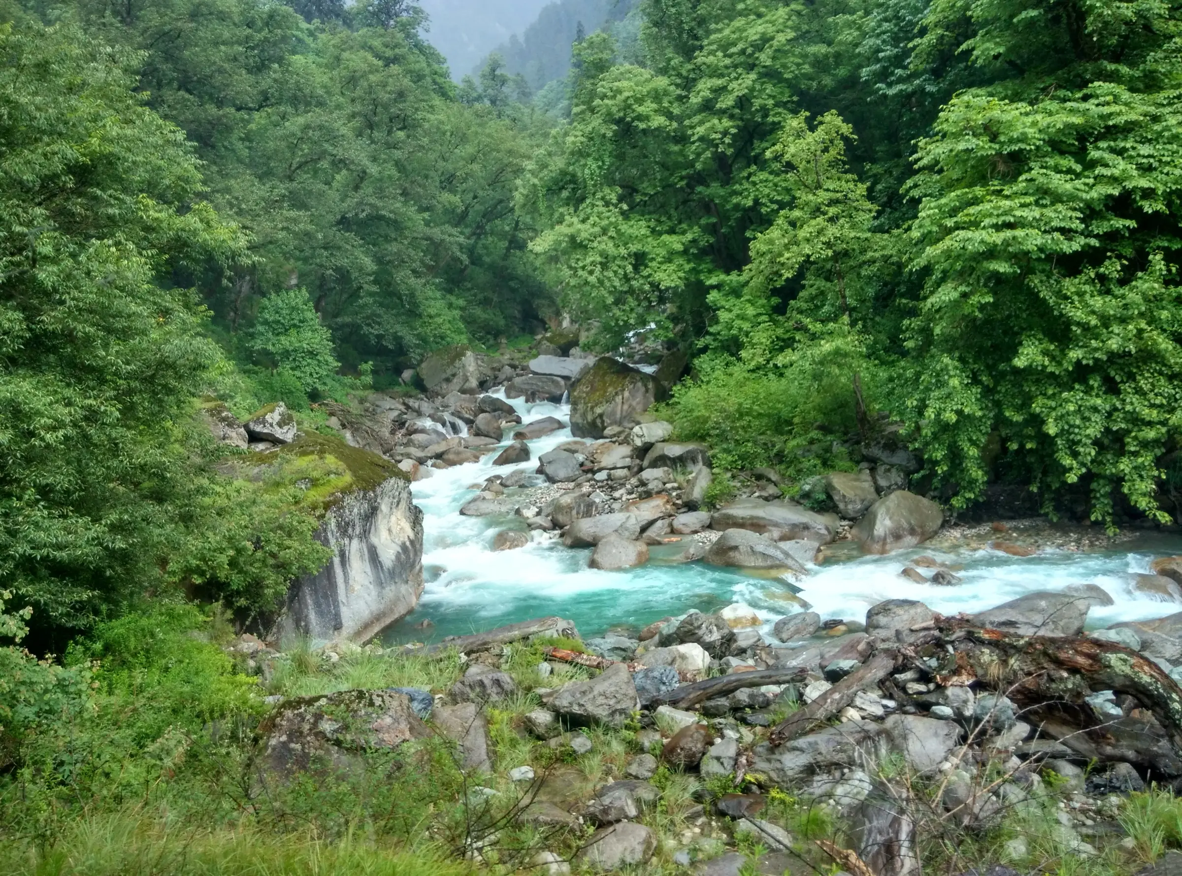 The turquoise Sainj River rushing over boulders through dense green forest in the Sainj valley of the Great Himalayan National Park, the river the Raktisar trek follows to its source