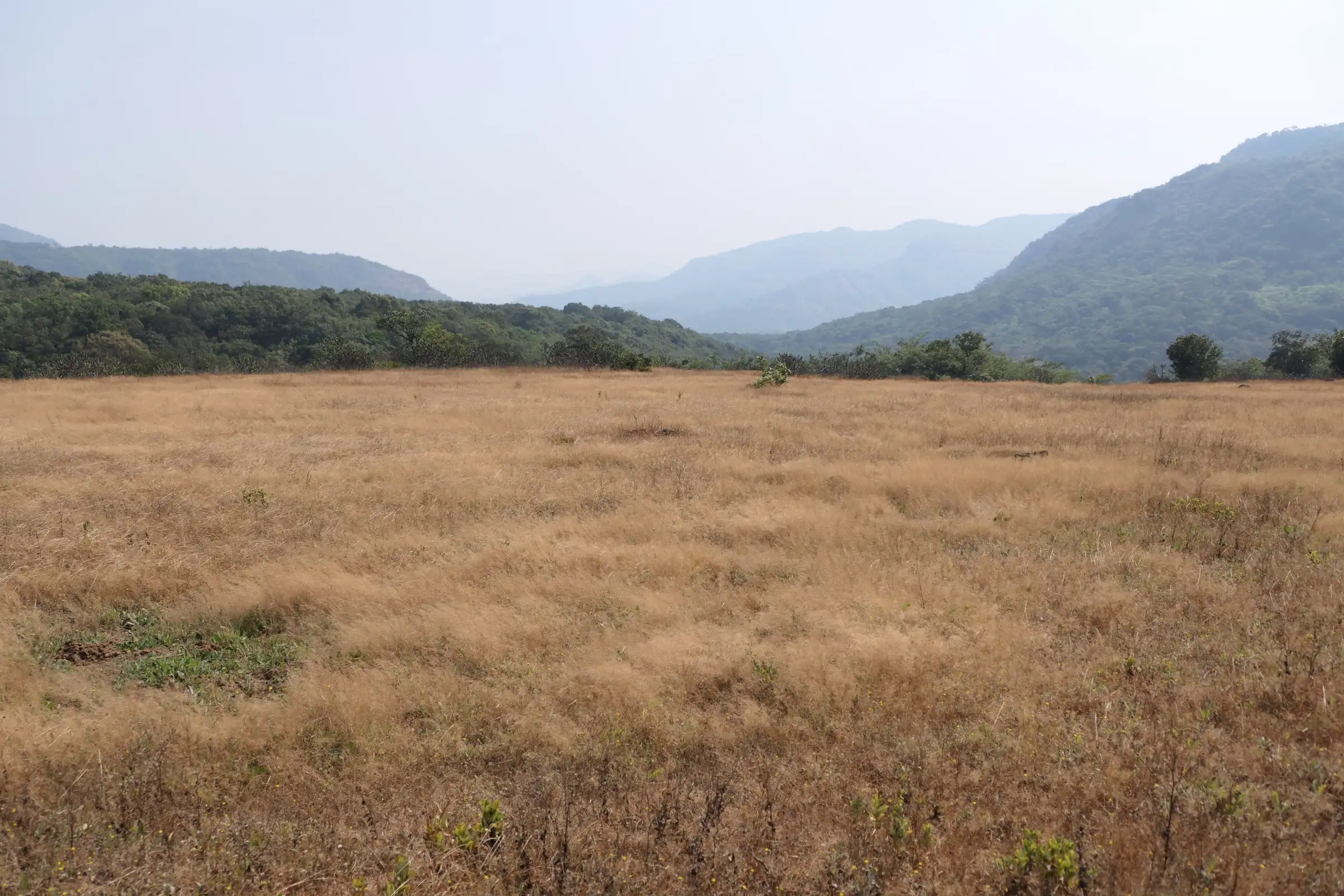 Dry grassland ringed by forested hills at Sakhalewadi, about 4 km from Lingya Ghat (surrounding area, not the trek itself)