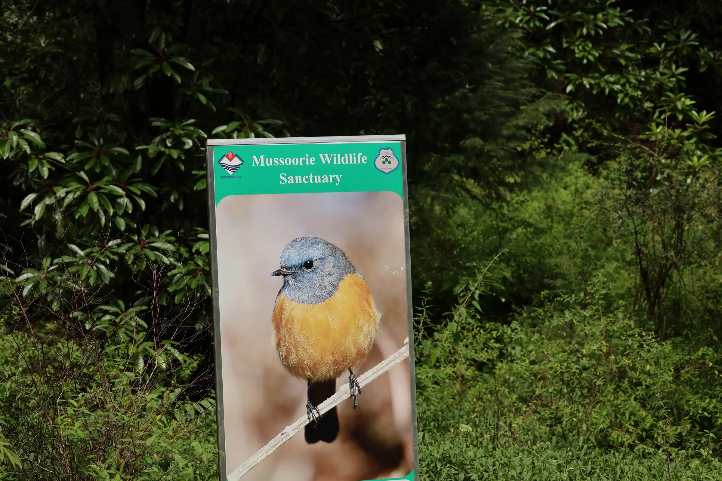Mussoorie Wildlife Sanctuary sign with a bird picture standing among rhododendron bushes