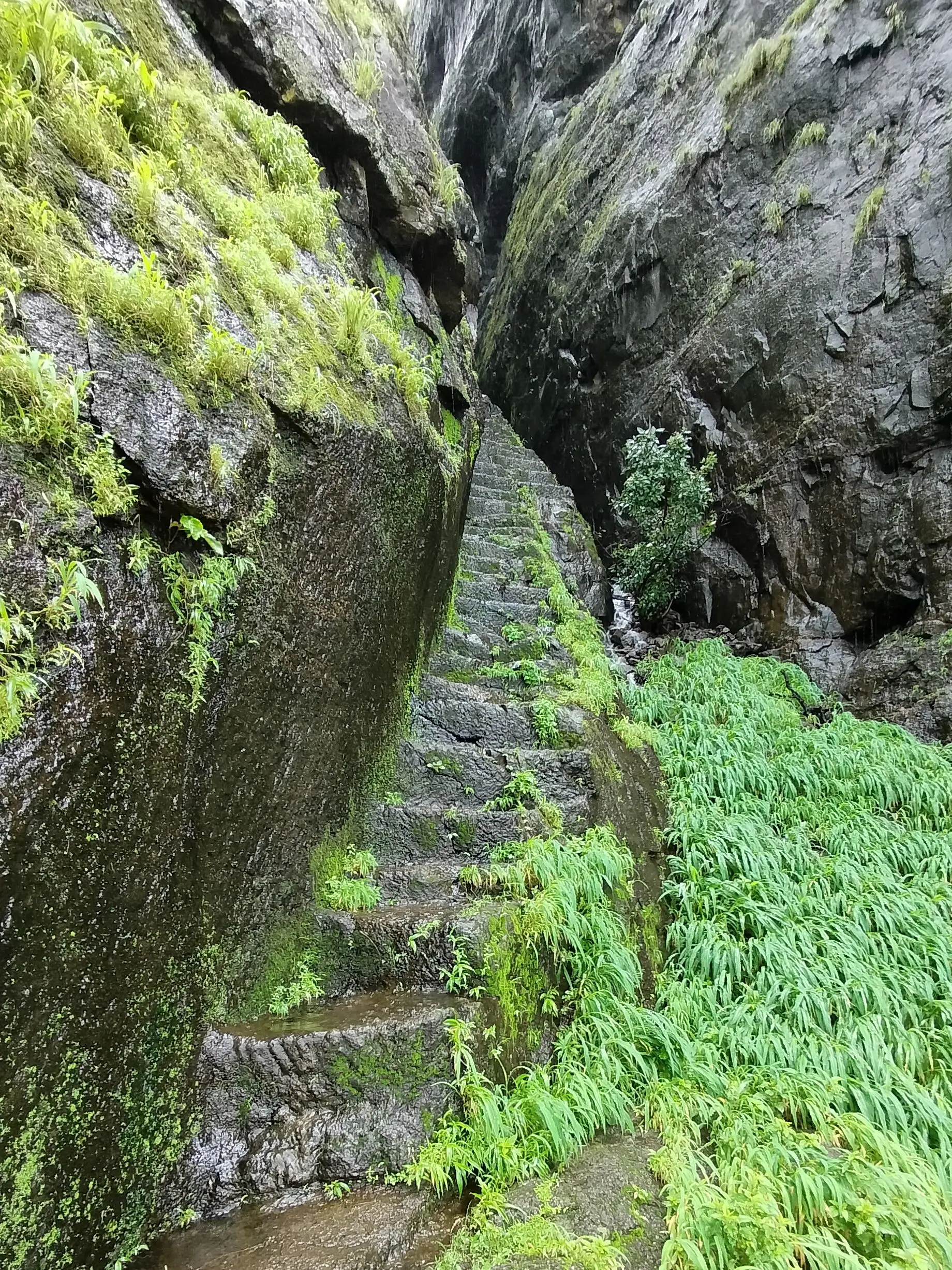 Wet rock-cut steps rising through a narrow mossy cleft to the Sarasgad entrance
