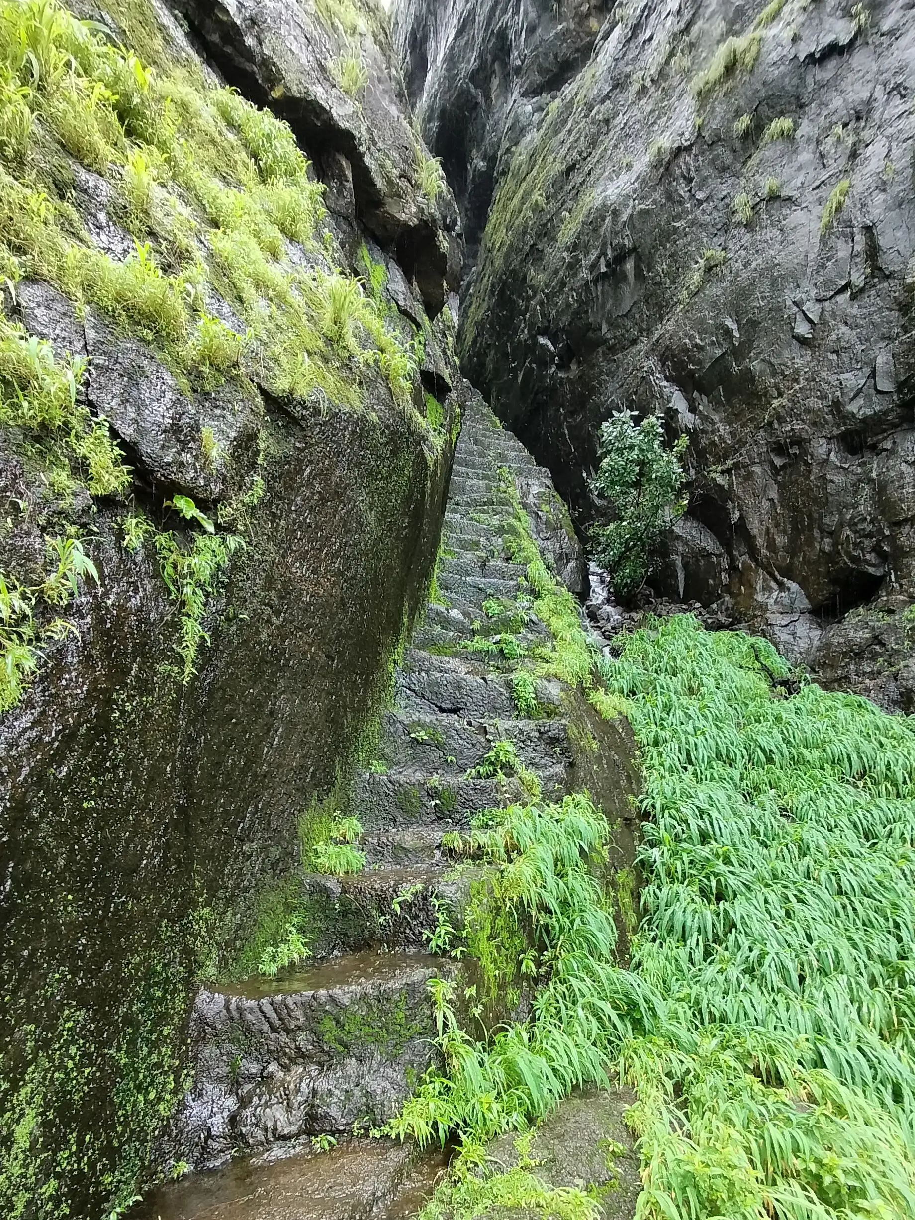Wet rock-cut steps rising through a narrow mossy cleft to the Sarasgad entrance