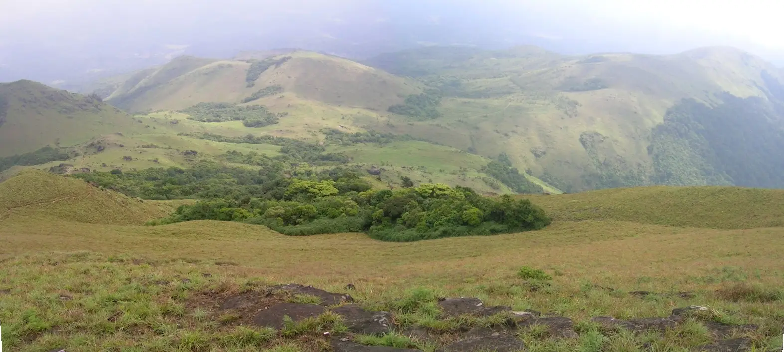 Patch of shola forest edged by grassland on the Tadiyandamol slopes