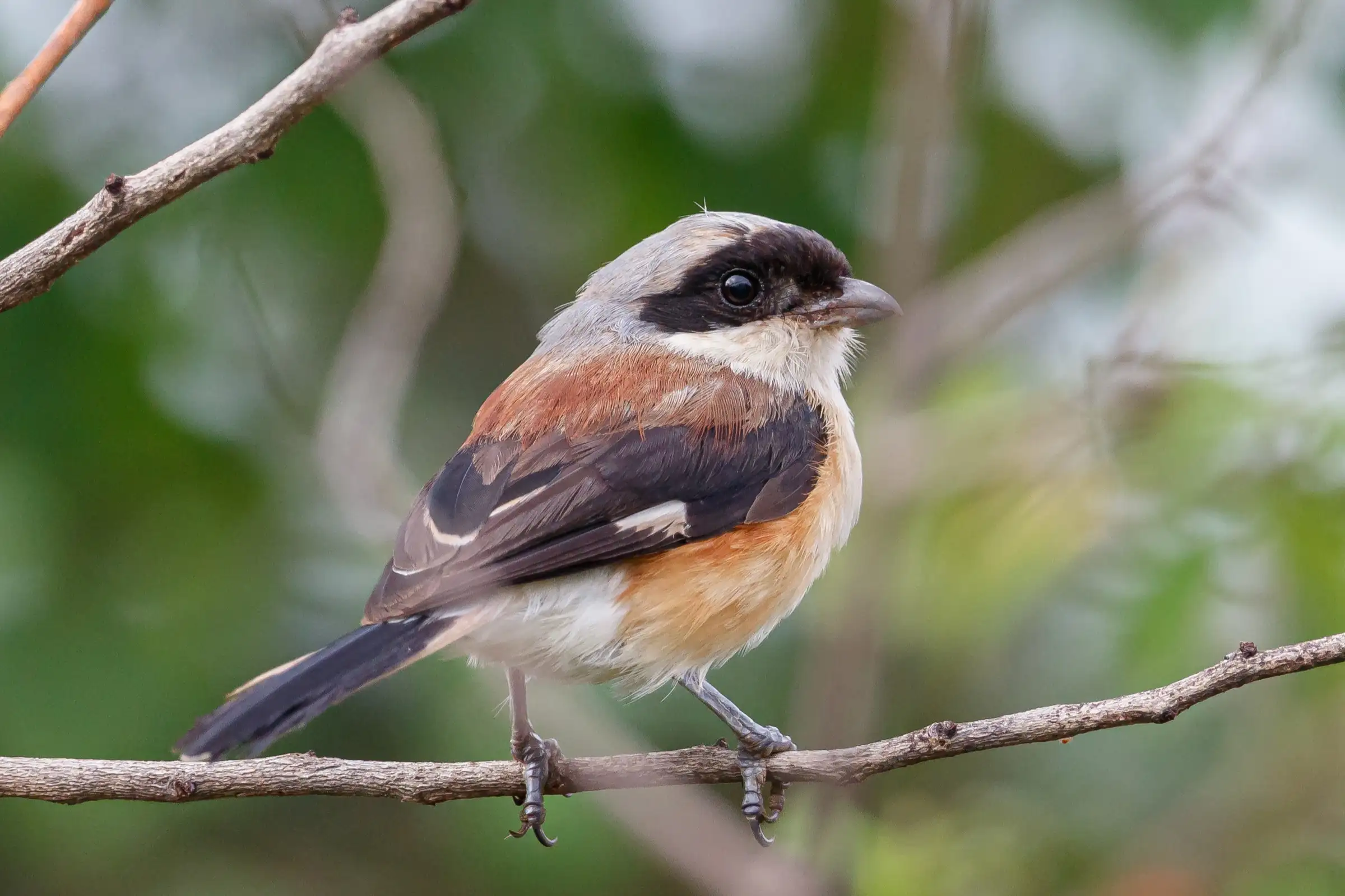 Bay-backed shrike on a thin branch in Chincholi Wildlife Sanctuary, a bird of the forest around the trek