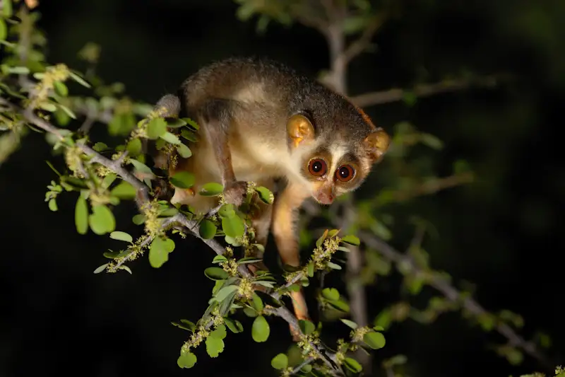 A grey slender loris clinging to a branch, photographed in Dindigul district - the animal the Loris Trail is about (not taken on the trail itself)