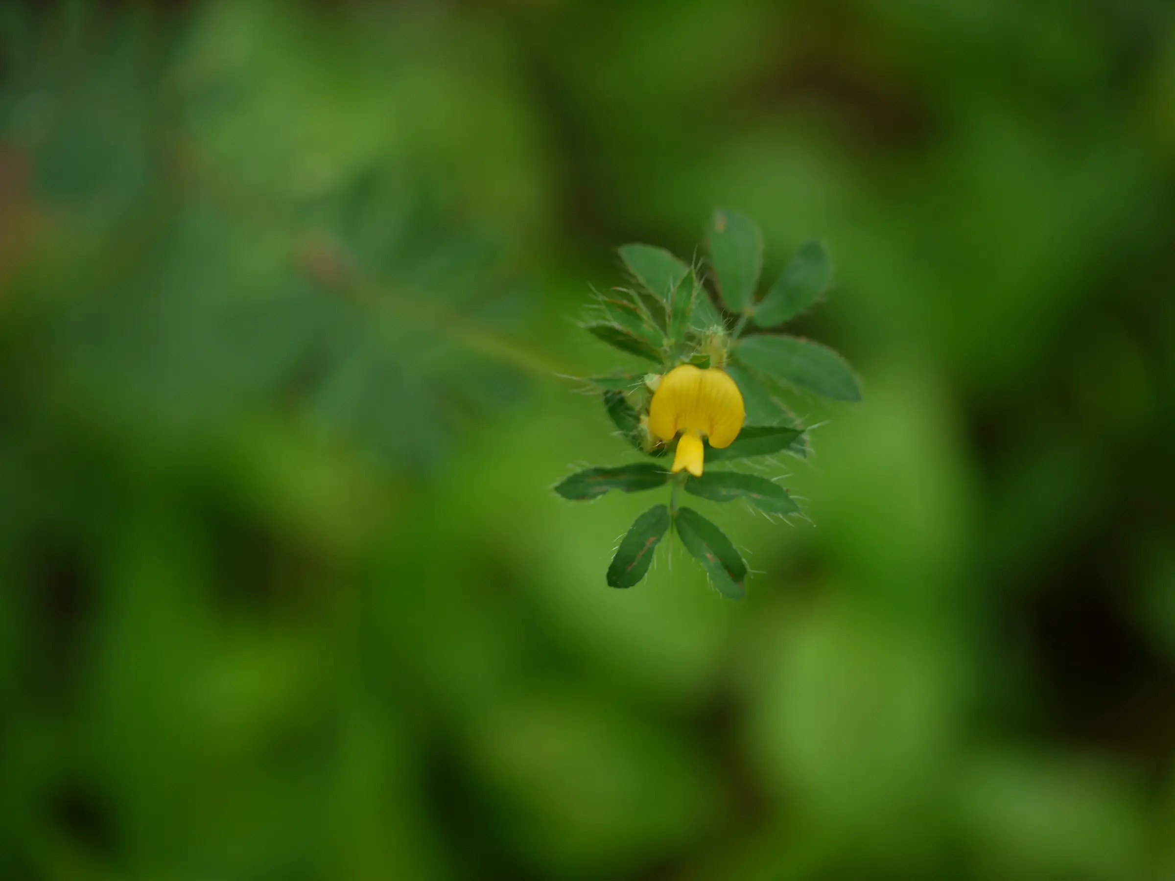 A yellow Smithia conferta flower photographed in early October on the forest slopes near the Ransai trail viewpoint