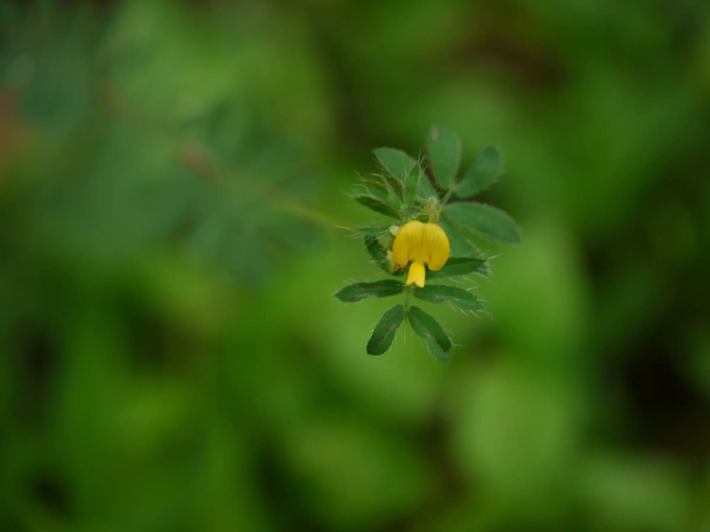 A yellow Smithia conferta flower photographed in early October on the forest slopes near the Ransai trail viewpoint