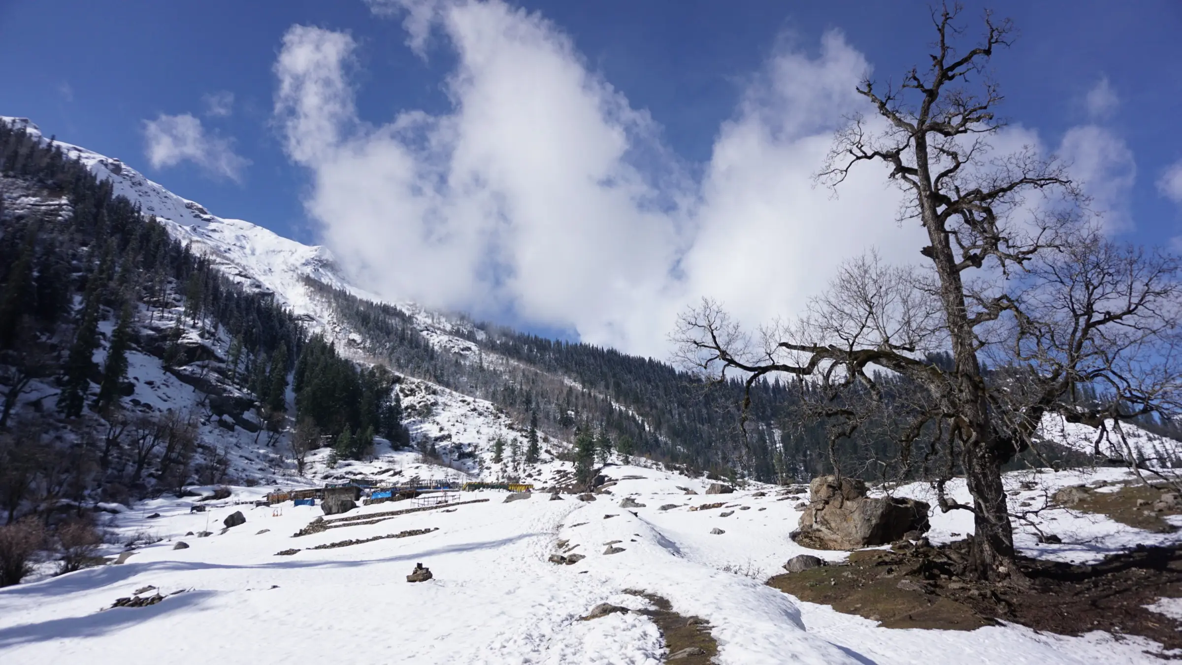 Fresh snow on the Kheerganga meadow with a bare tree and forested slopes under a blue sky