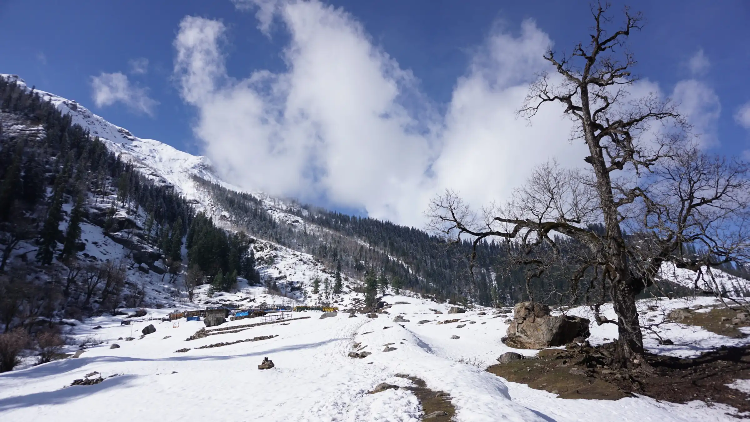 Fresh snow on the Kheerganga meadow with a bare tree and forested slopes under a blue sky