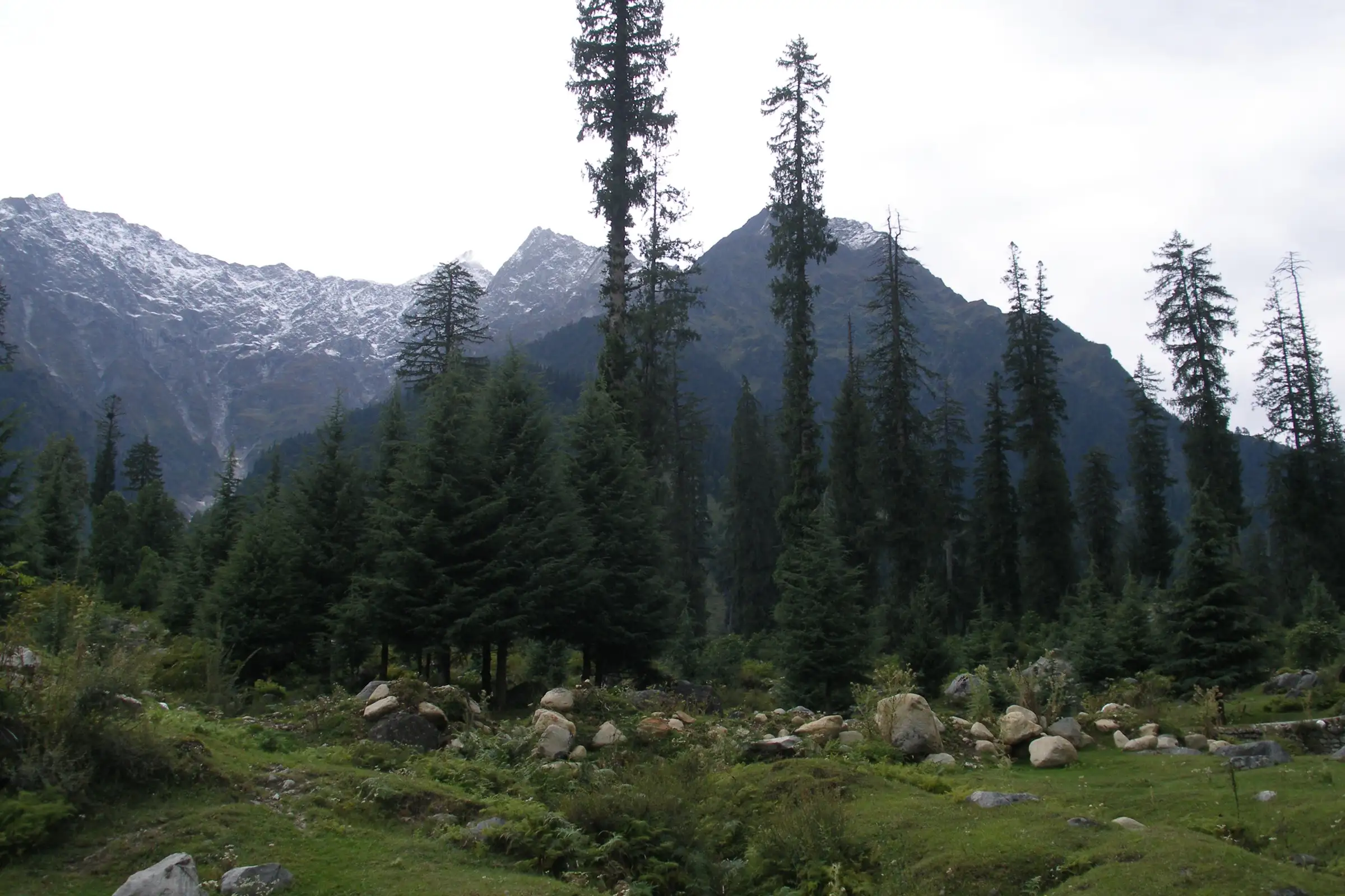 Tall spruce forest and boulder-strewn meadow under snow-dusted peaks in Solang Valley, near the start of the Patalsu trek