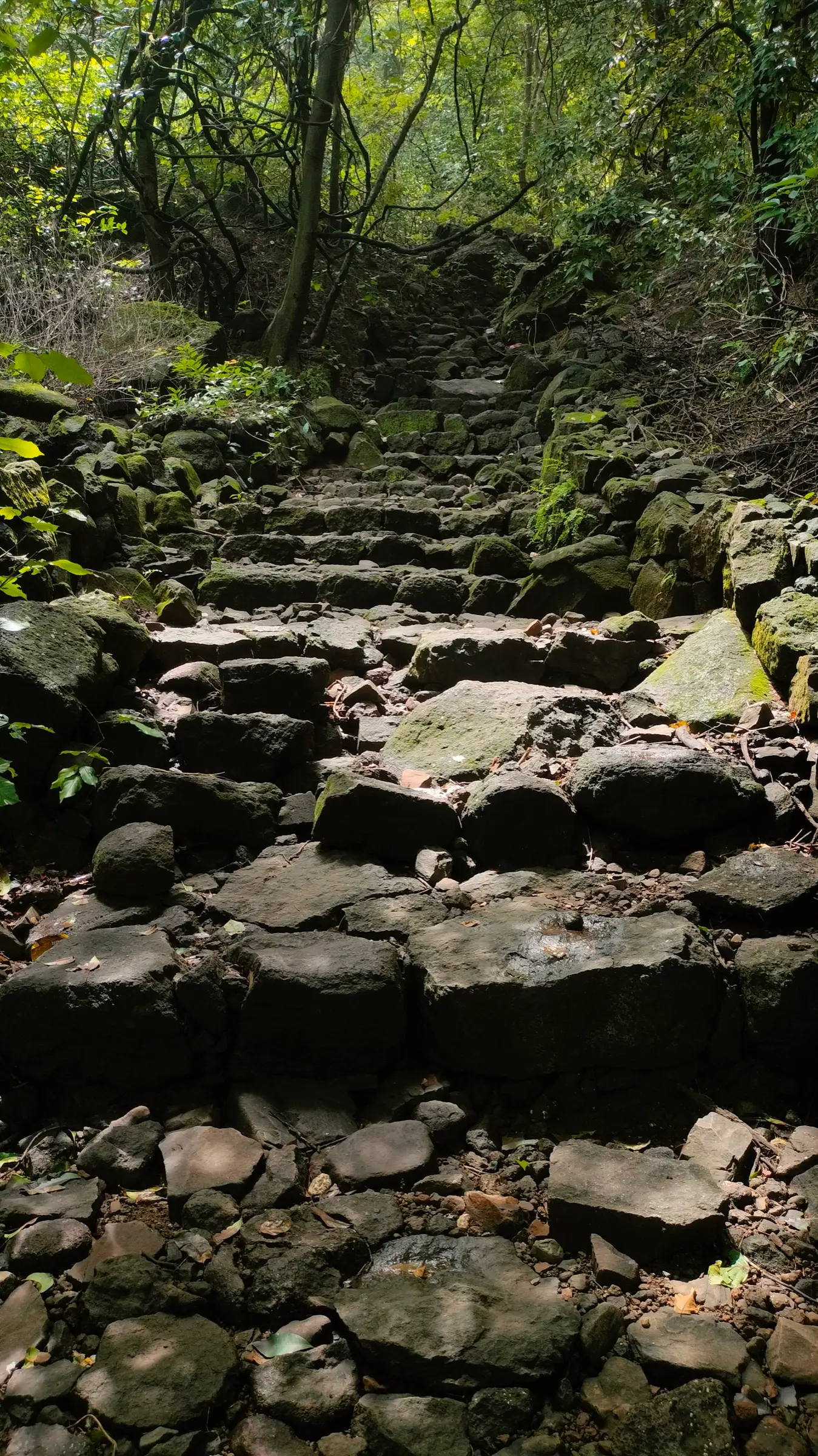 Old stone-laid steps of the Naneghat trade route climbing through shaded forest
