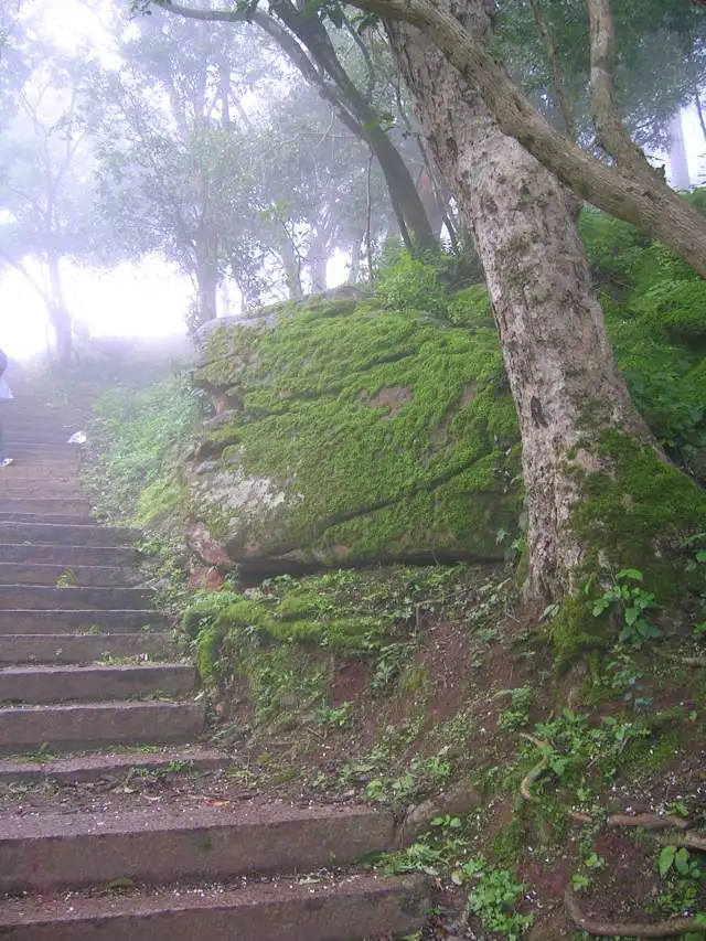 Old stone steps climbing through misty forest past a moss-covered boulder on Nandi Hills