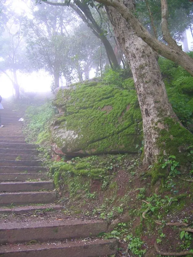 Old stone steps climbing through misty forest past a moss-covered boulder on Nandi Hills