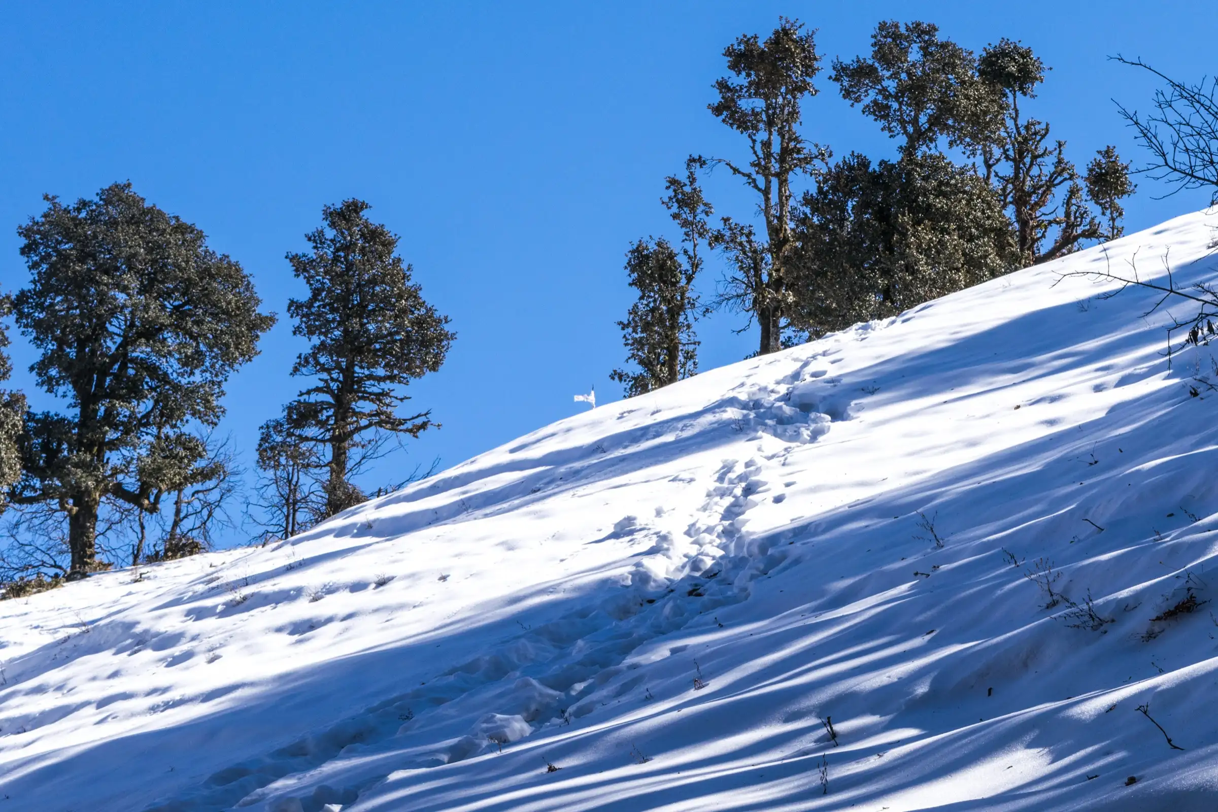 Snow slope with footprints leading up through oak trees to the small white flag that marks the Nag Tibba summit