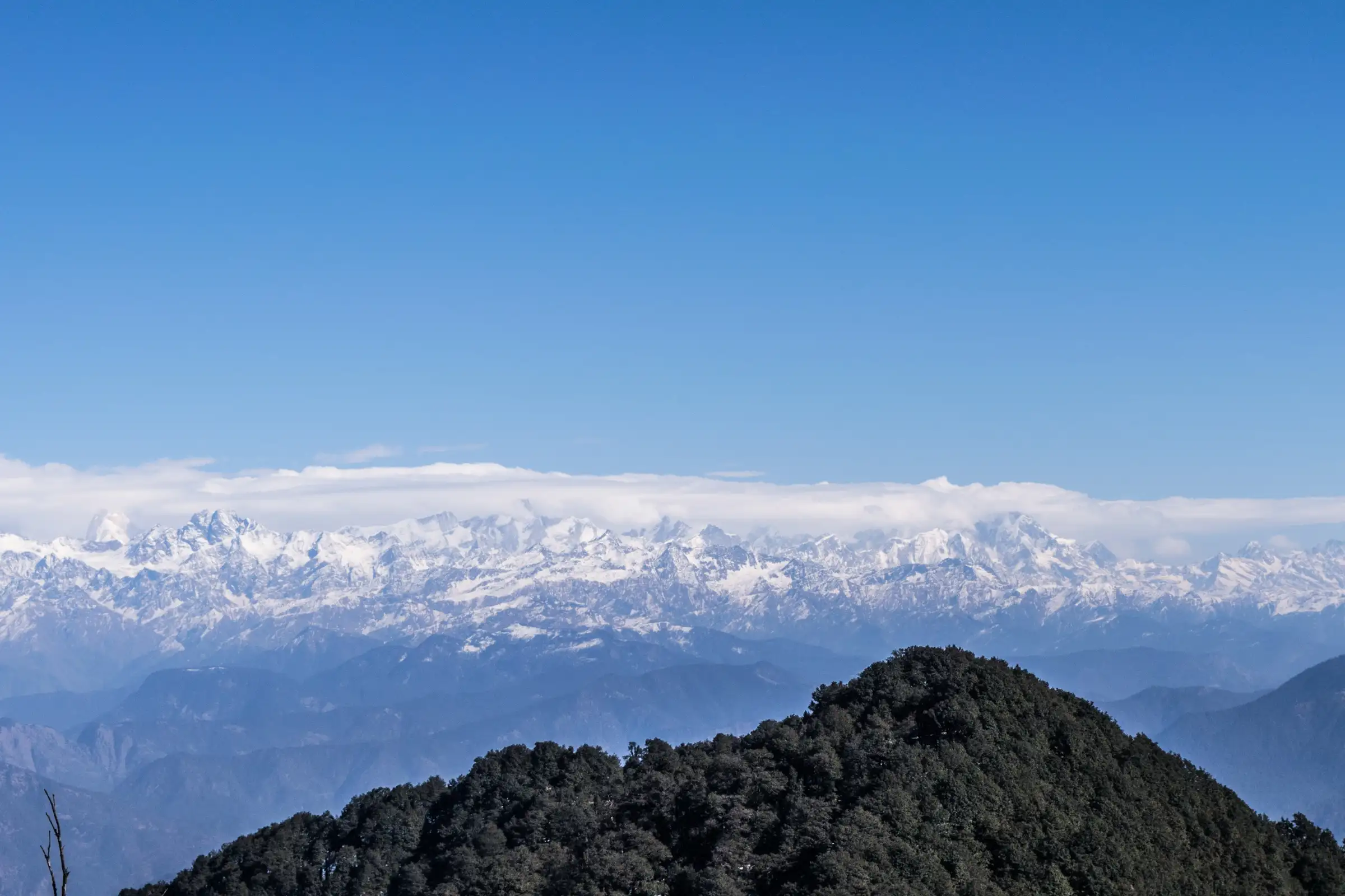 Snow-covered Garhwal Himalaya under a clear blue sky, seen over a forested ridge from the Nag Tibba trail